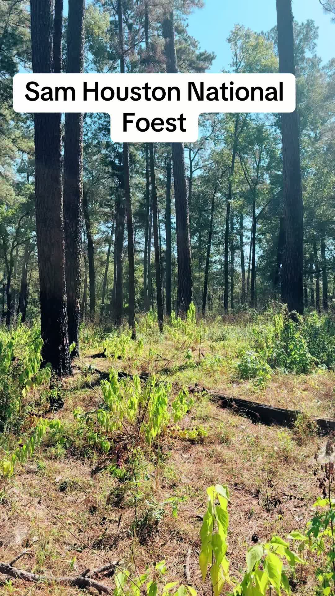 Sam Houston National Forest