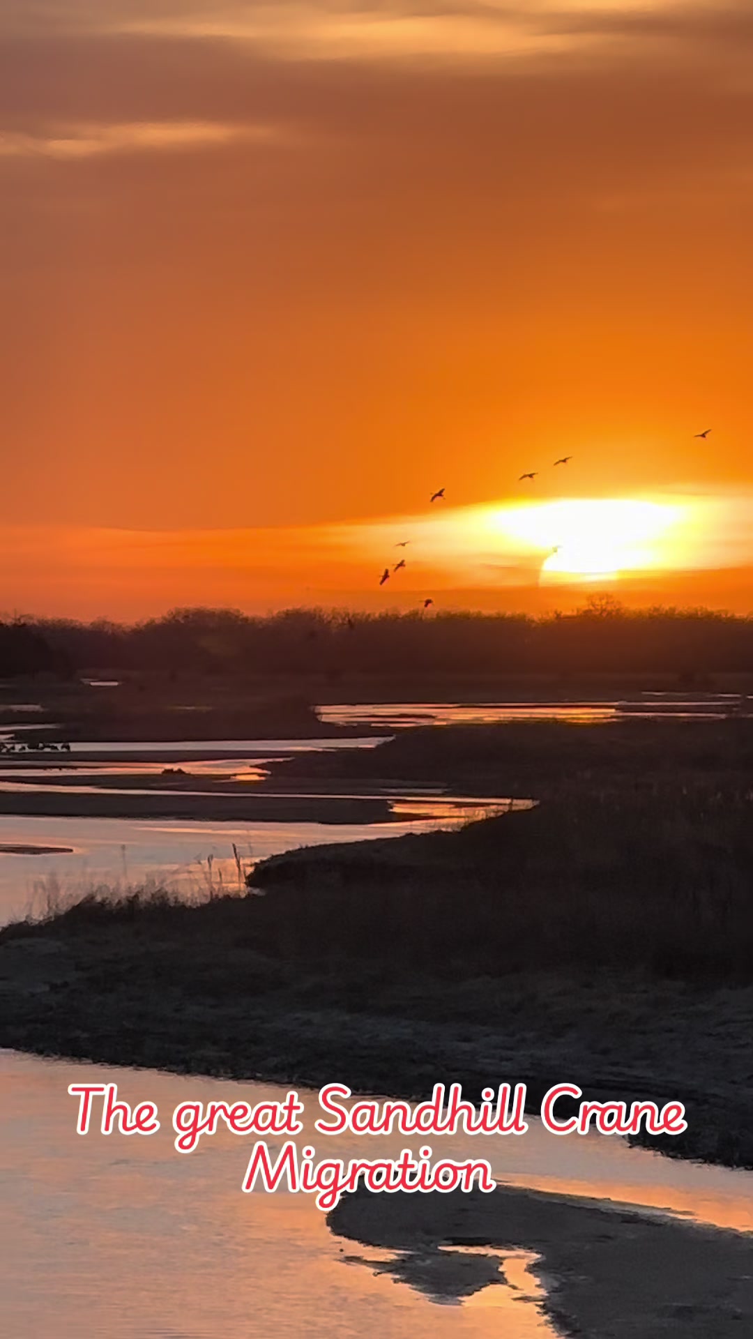 Sandhill Crane Migration in Kearney