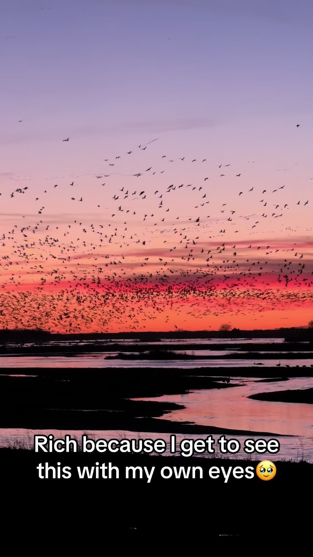 Sandhill Crane Migration in Kearney