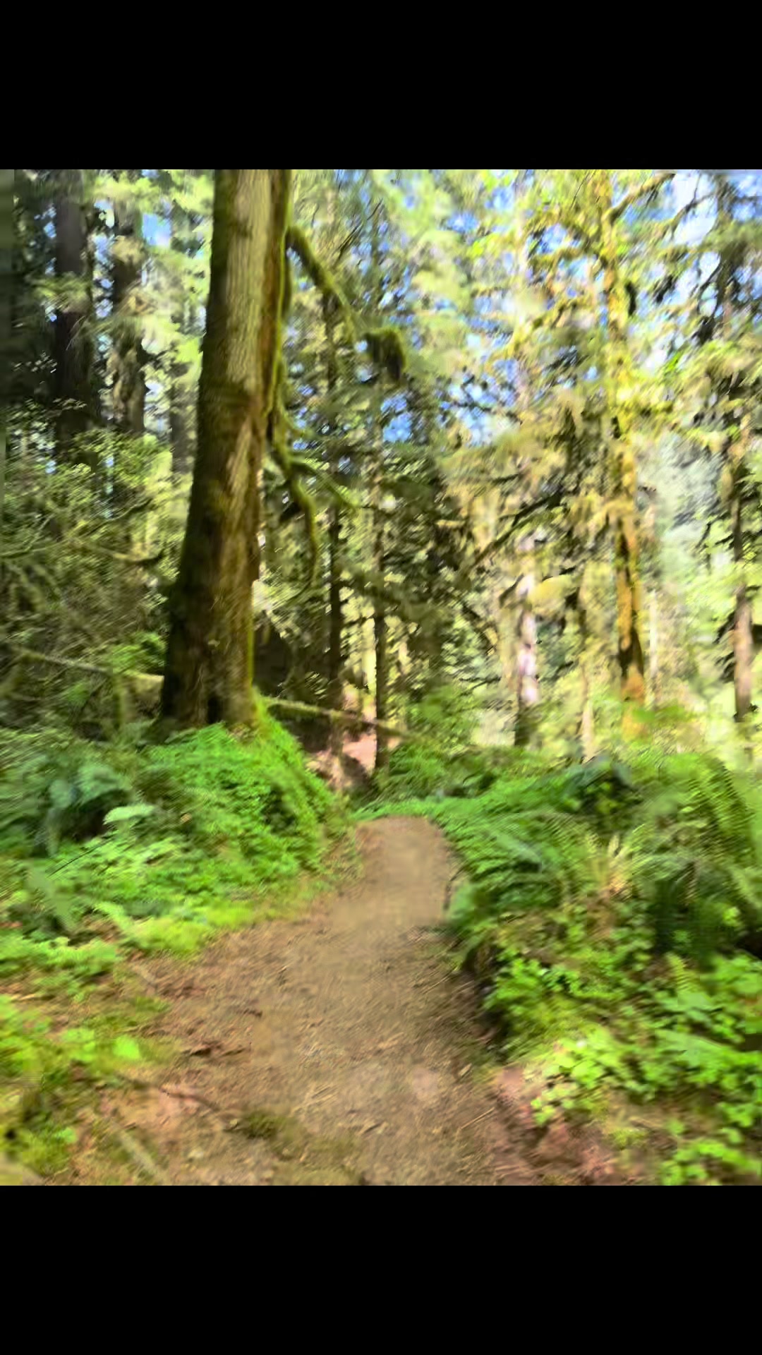 Santiam State Forest