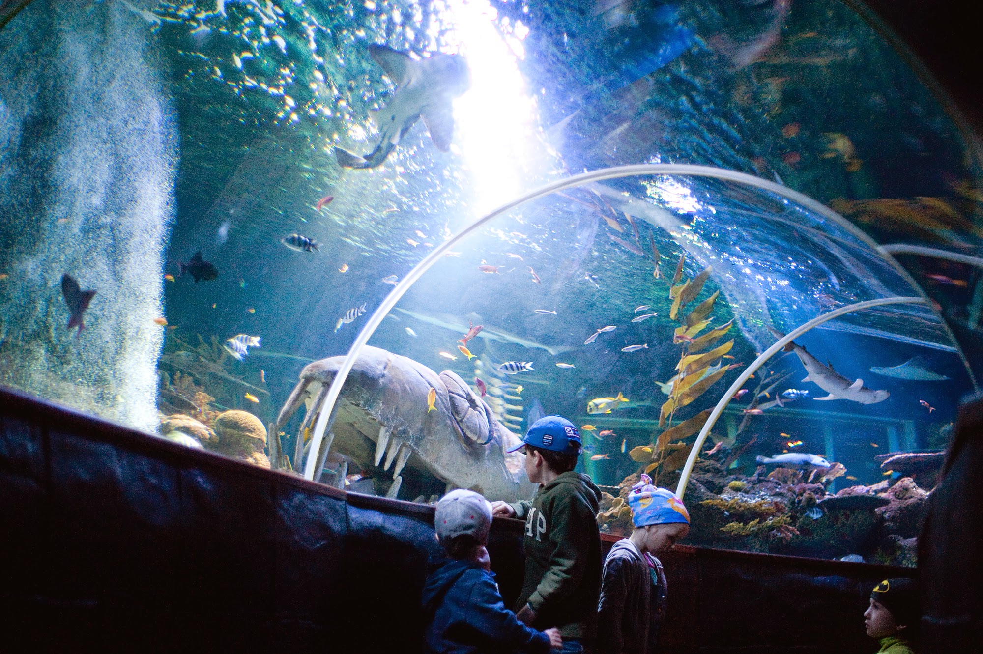 אקווריום Sea Life Helsinki (פארק מול)