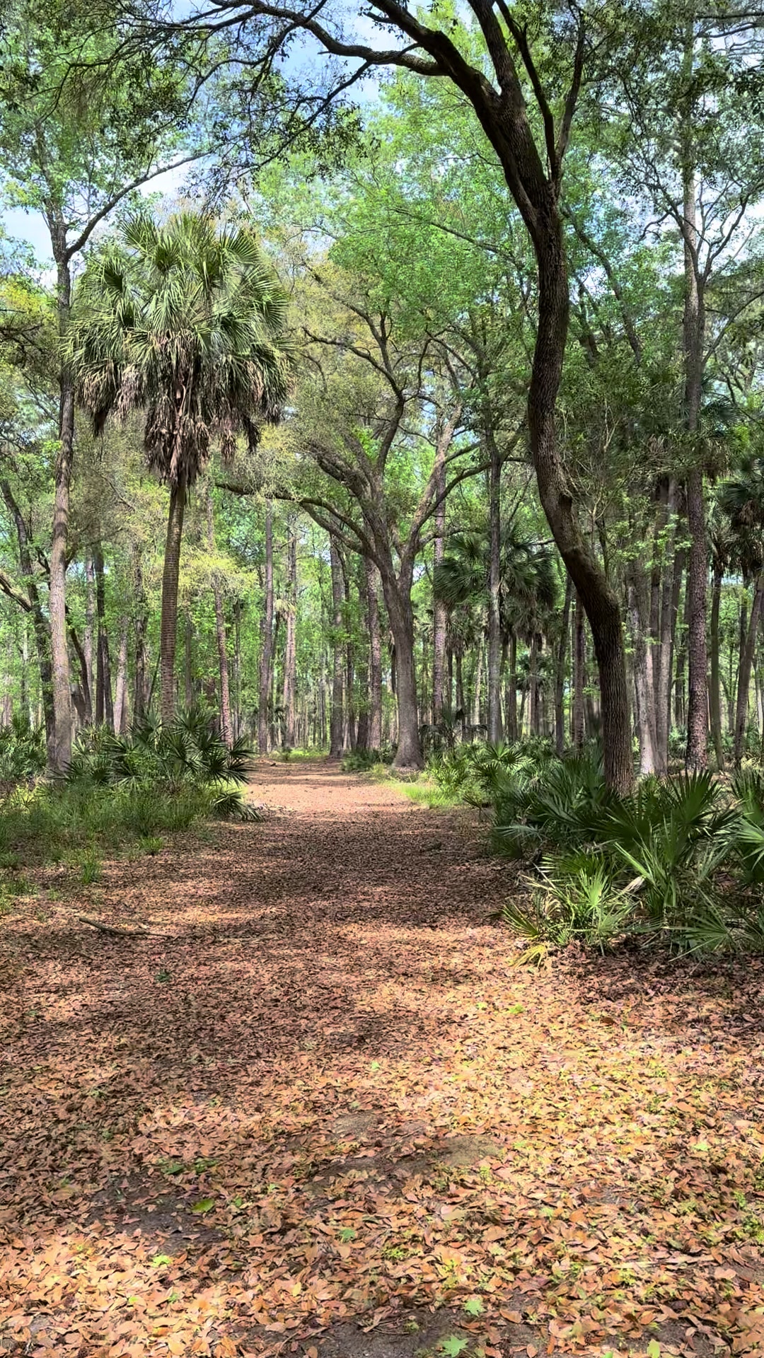 Sea Pines Forest Preserve