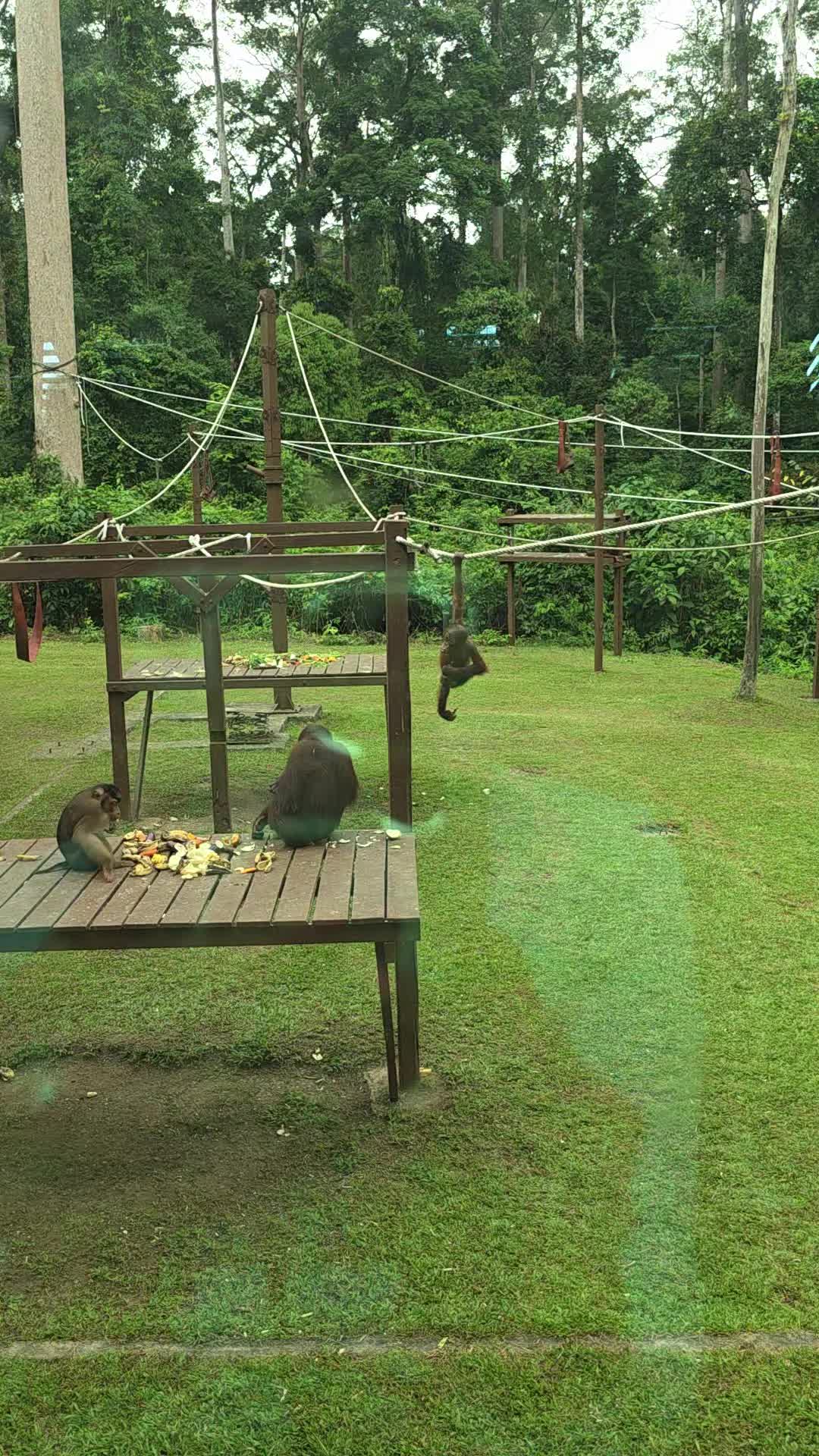 Sepilok Orangutan Rehabilitation Centre