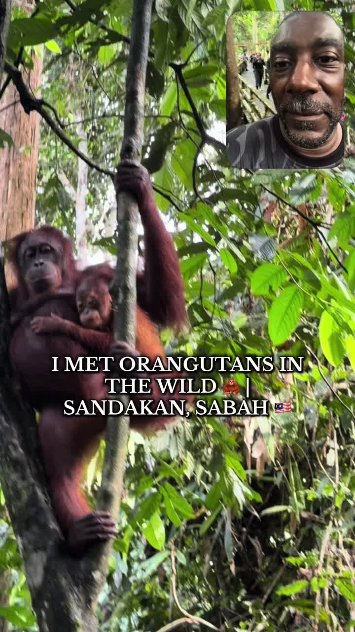 Sepilok Orangutan Rehabilitation Centre