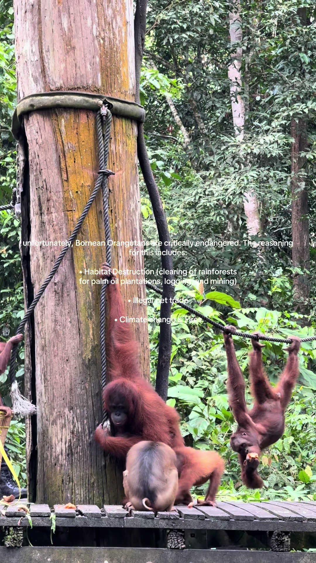 Sepilok Orangutan Rehabilitation Centre