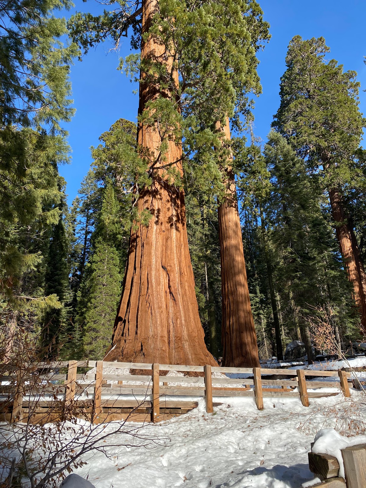 Sequoia National Park