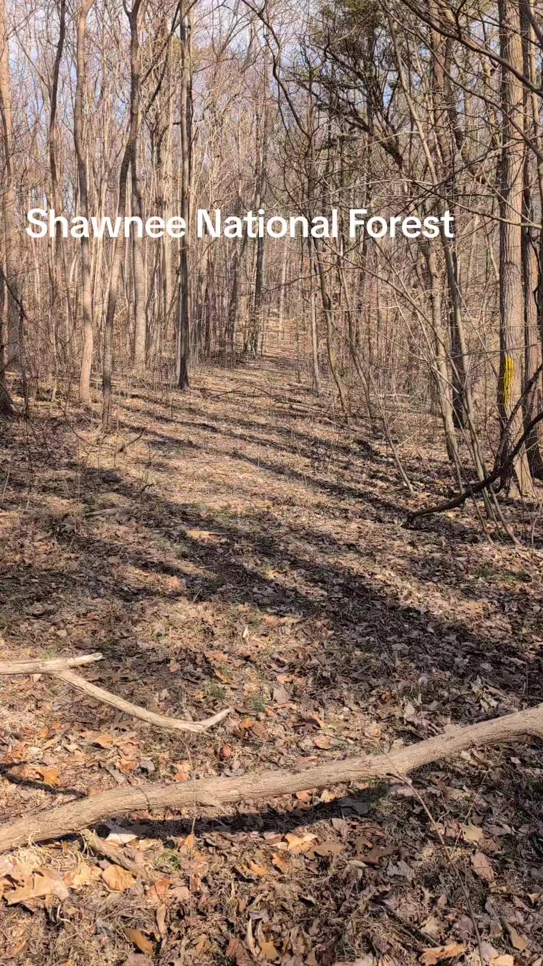 Shawnee National Forest