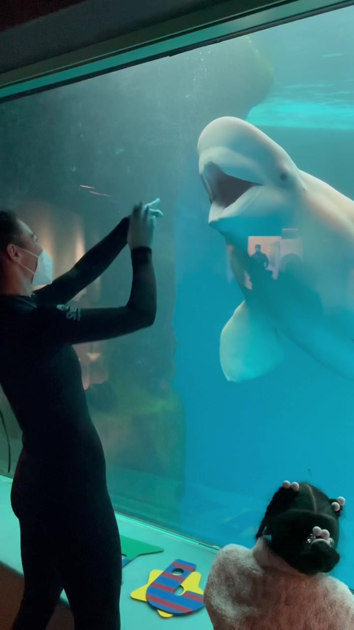 Shedd Aquarium