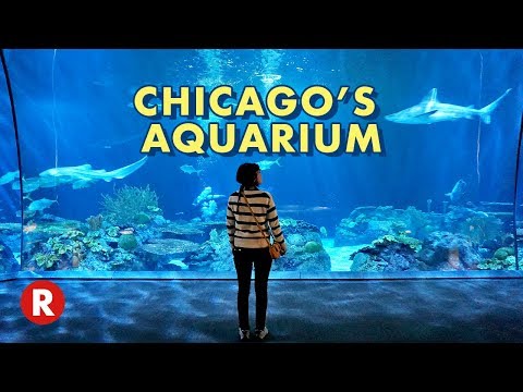 Shedd Aquarium