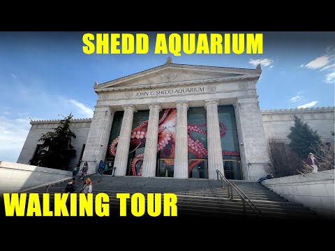 Shedd Aquarium