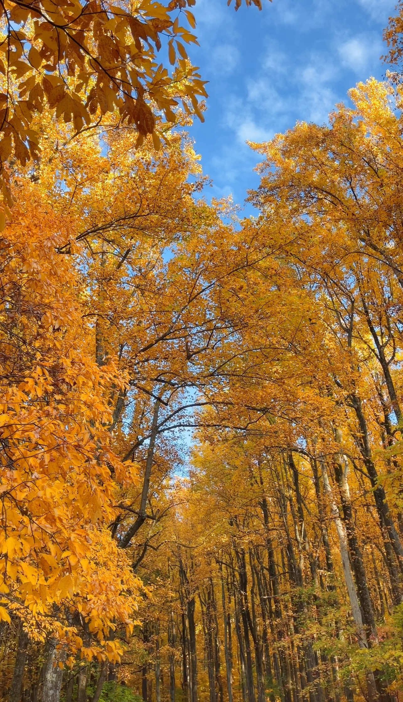 Shenandoah National Park