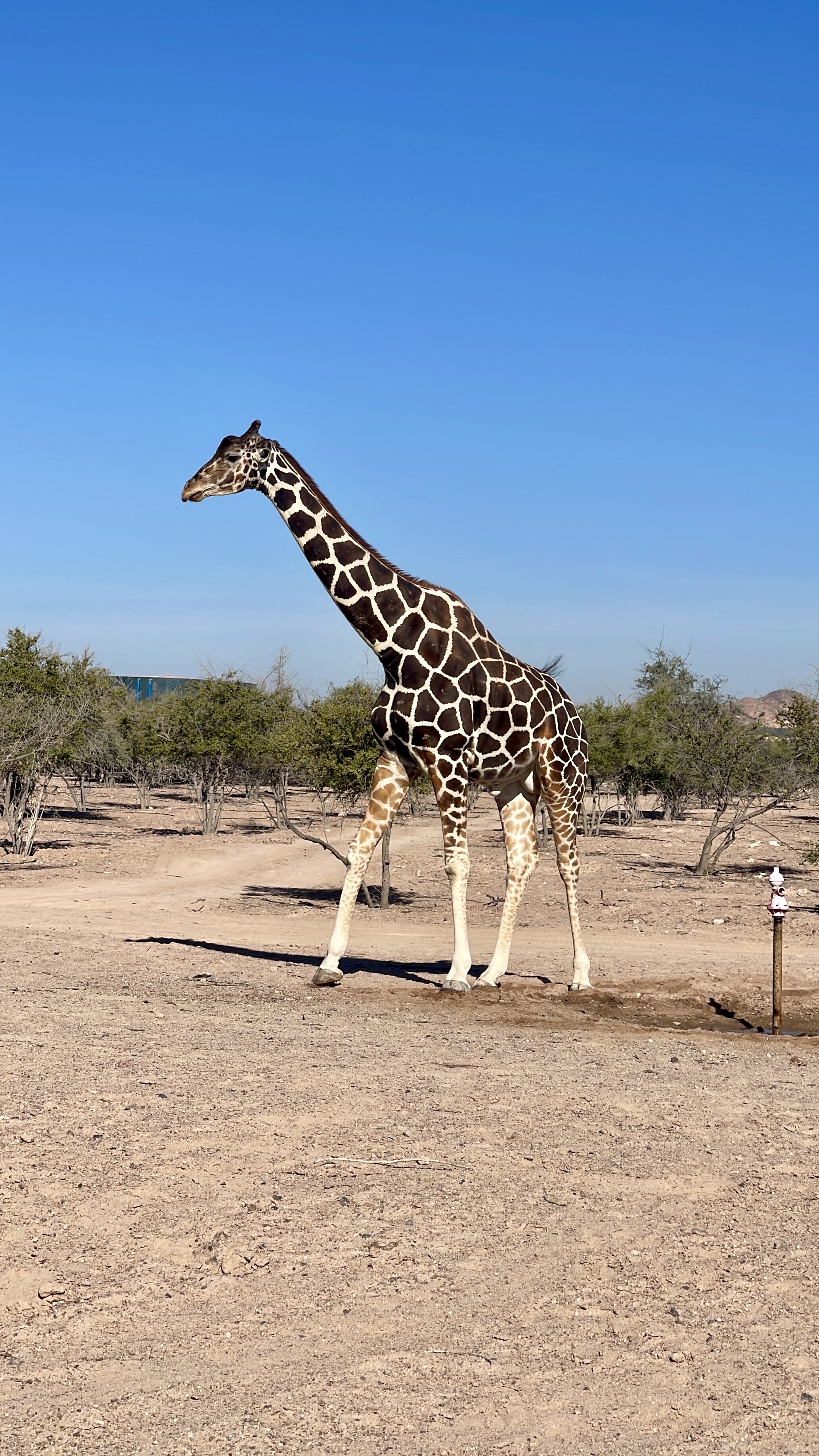 פארק חיות המדבר – Arabian Wildlife Park