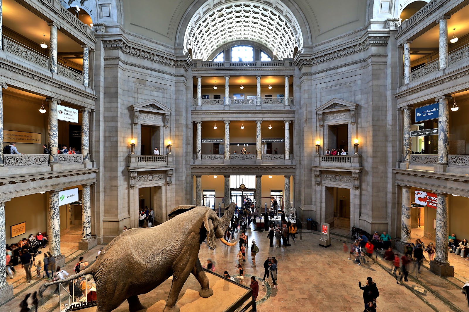 המוזיאון הלאומי להיסטוריה של הטבע (Smithsonian National Museum of Natural History)