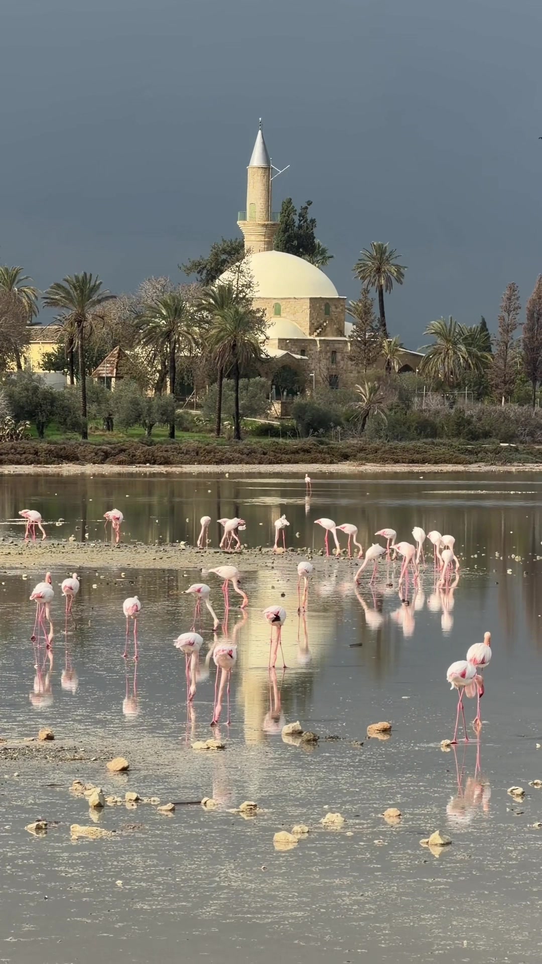 Соляное озеро Ларнаки (Larnaca Salt Lake)