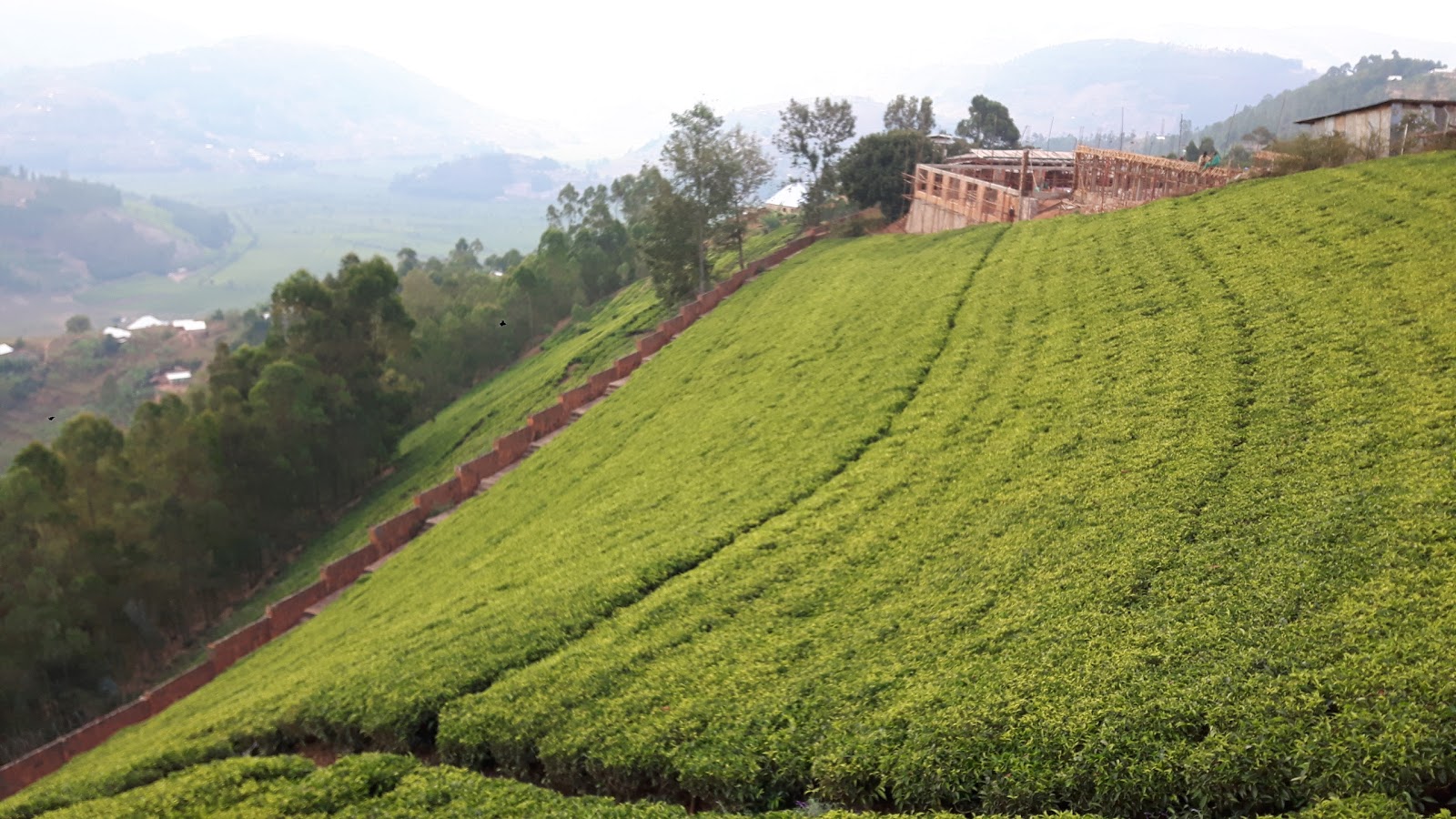 Rwerere Tea Plantation