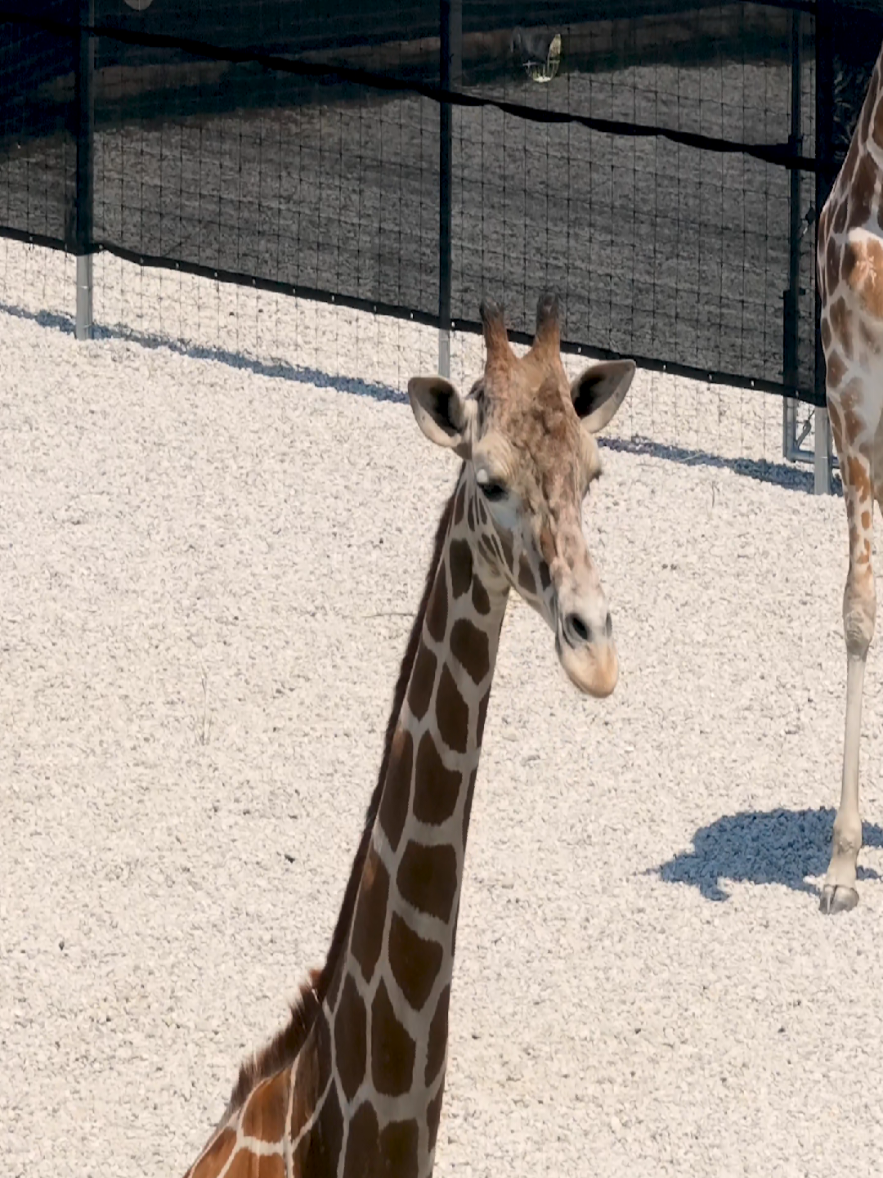 St. Louis Zoo