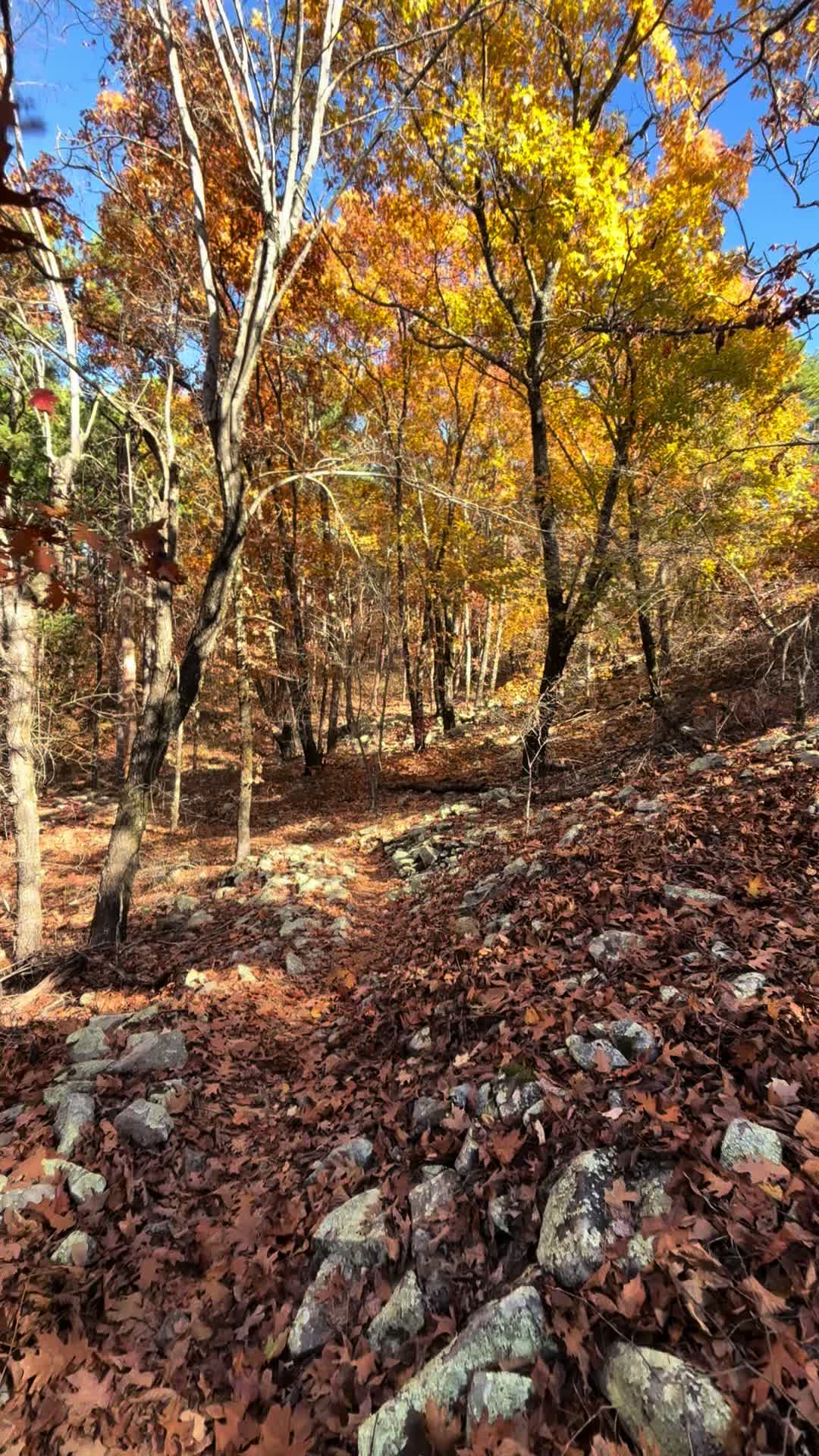 Talimena State Park
