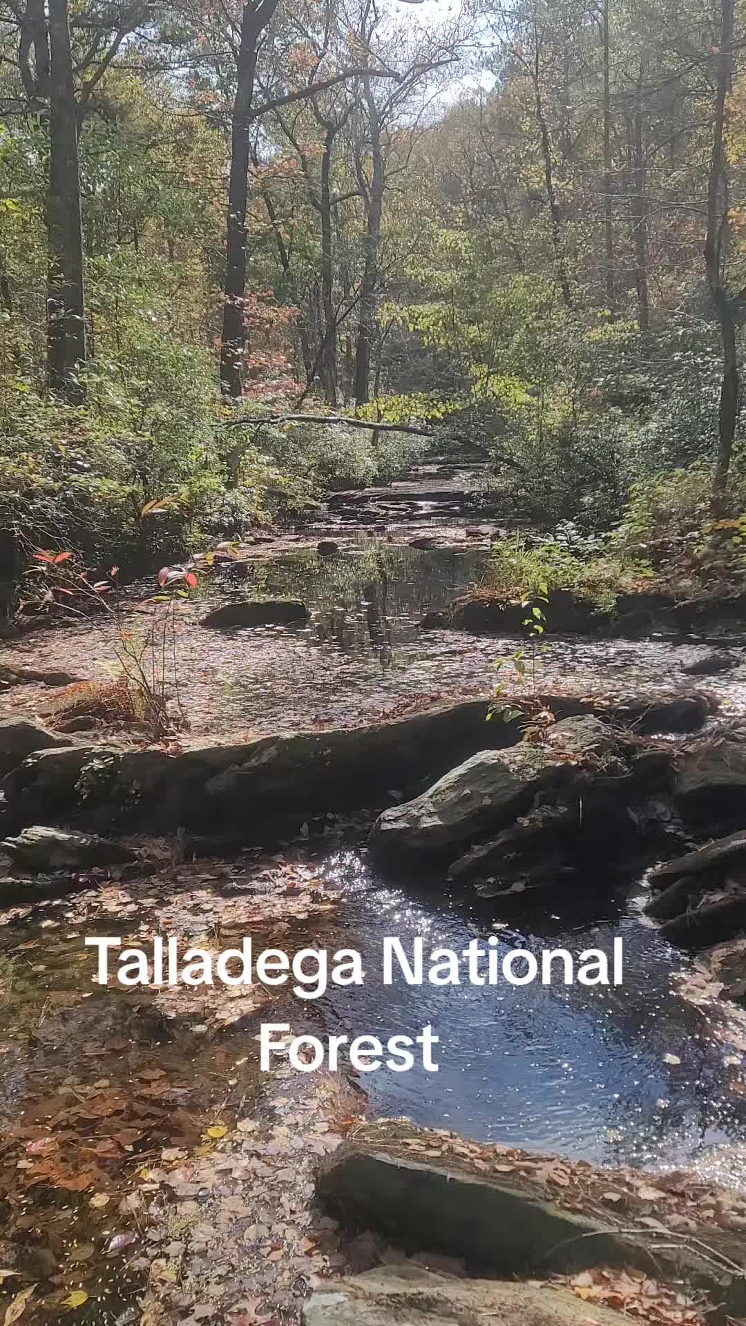 Talladega National Forest