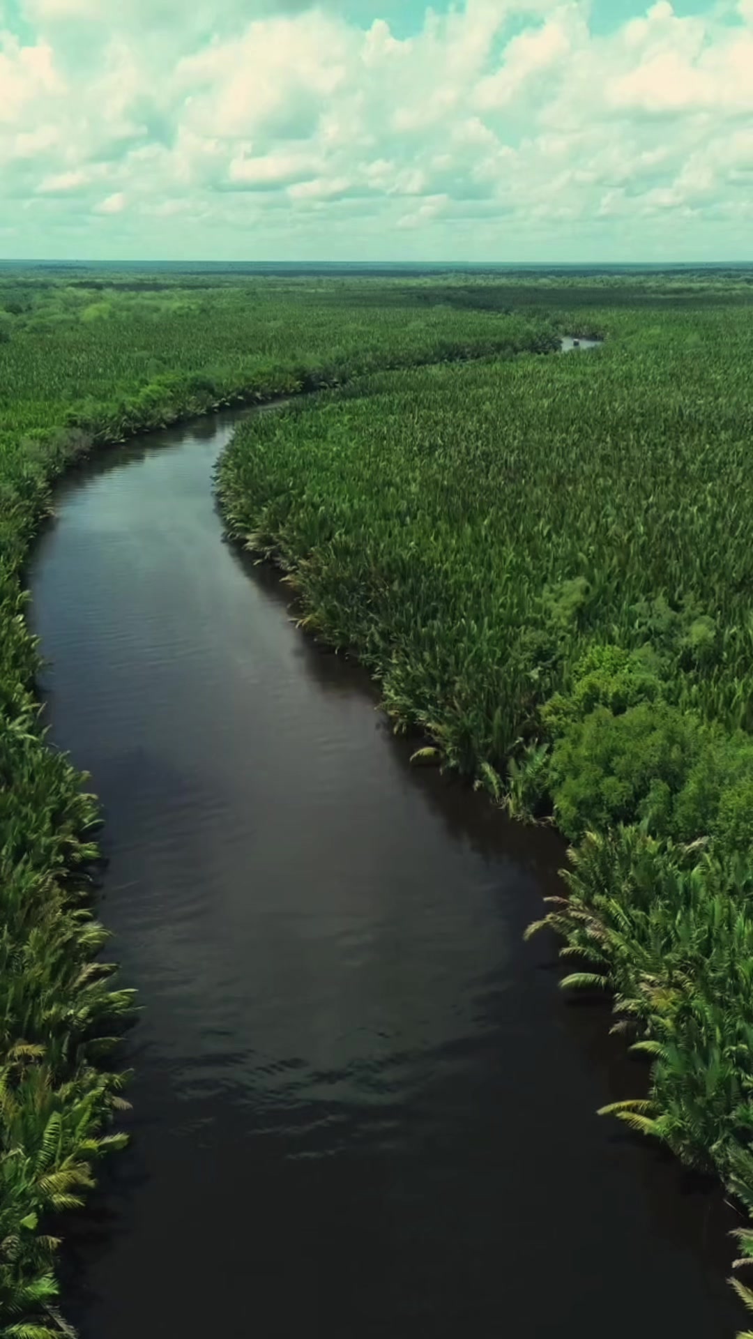 Tanjung Puting National Park