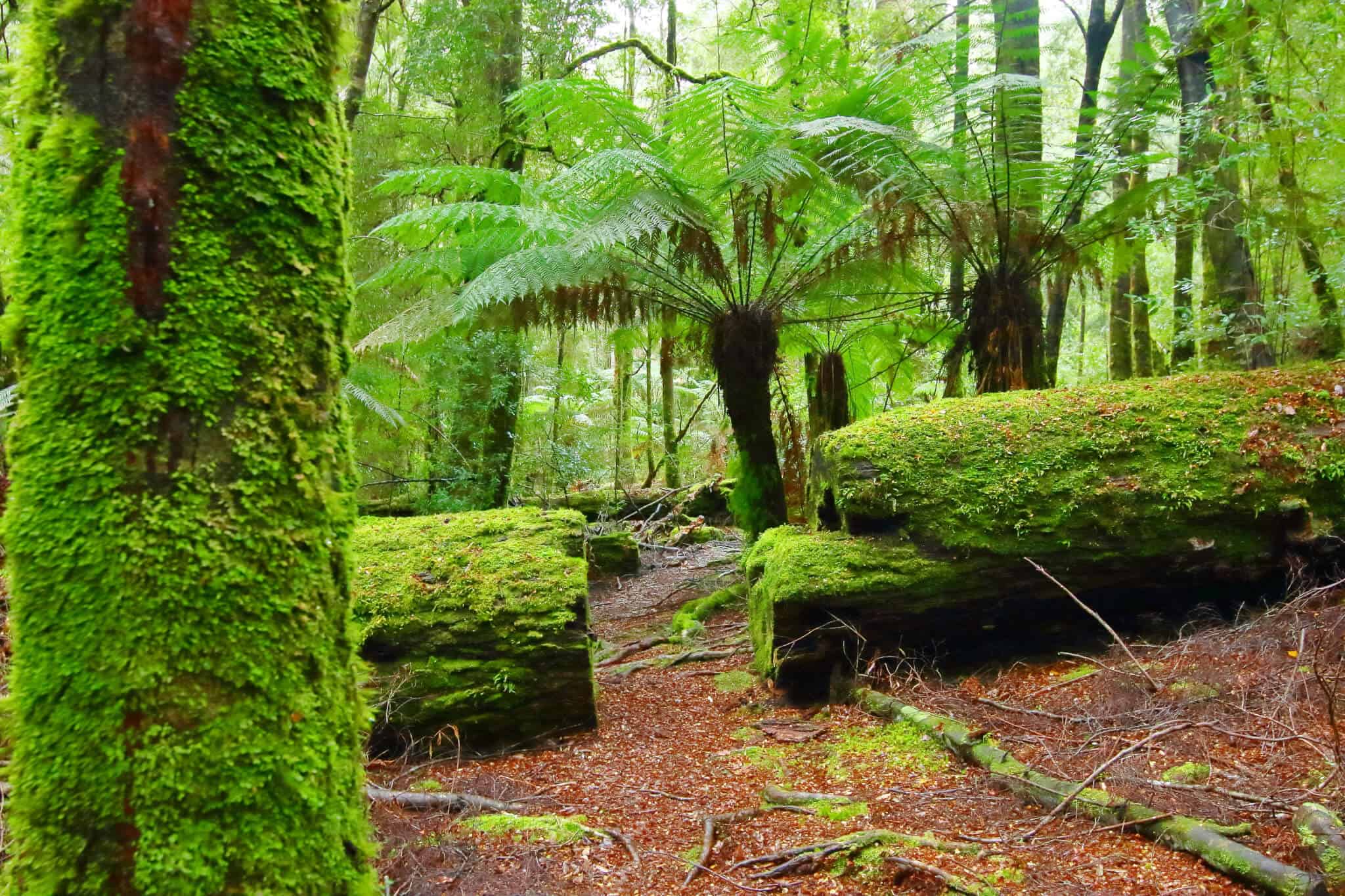 Tarkine Rainforest