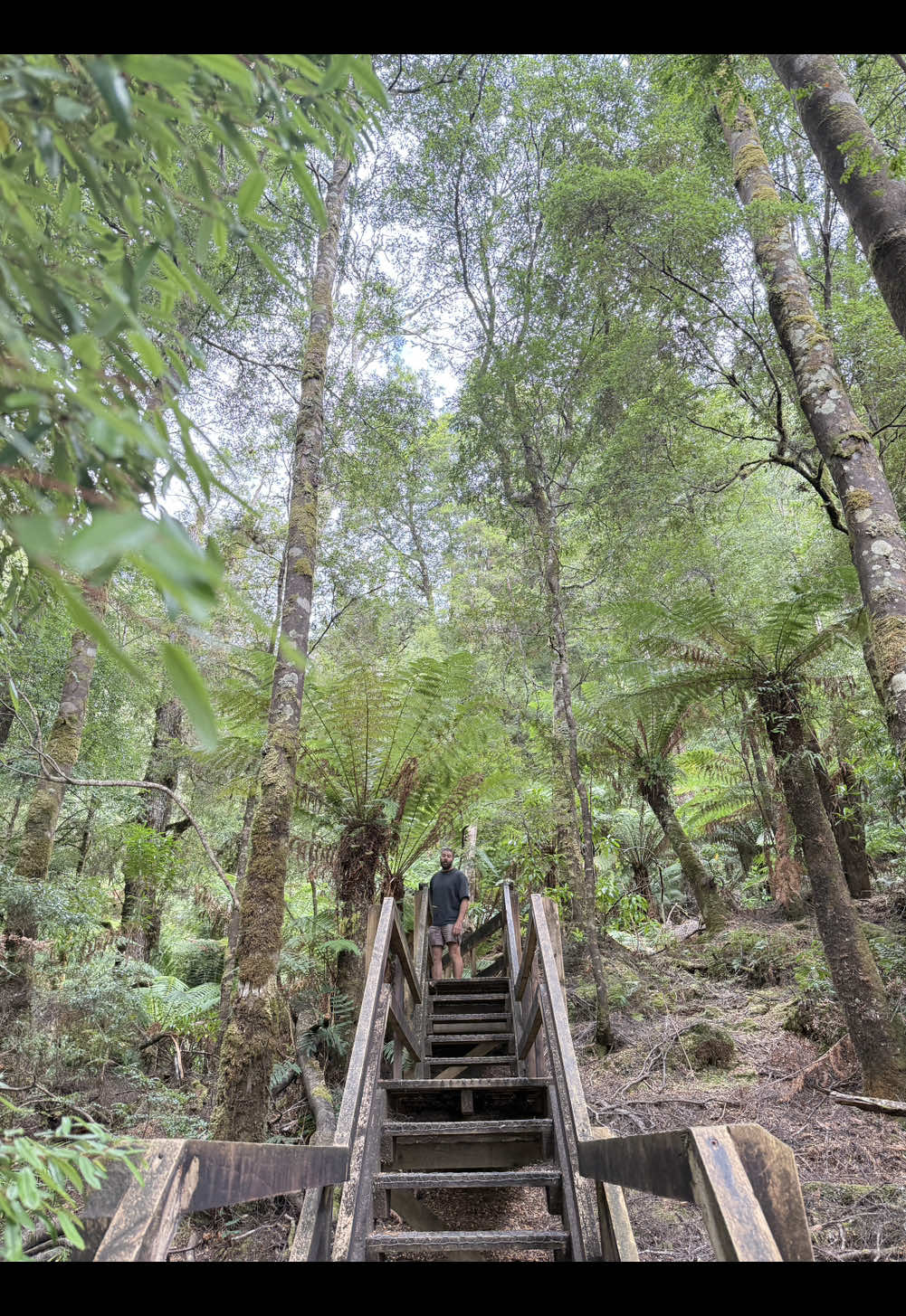 Tarkine Rainforest