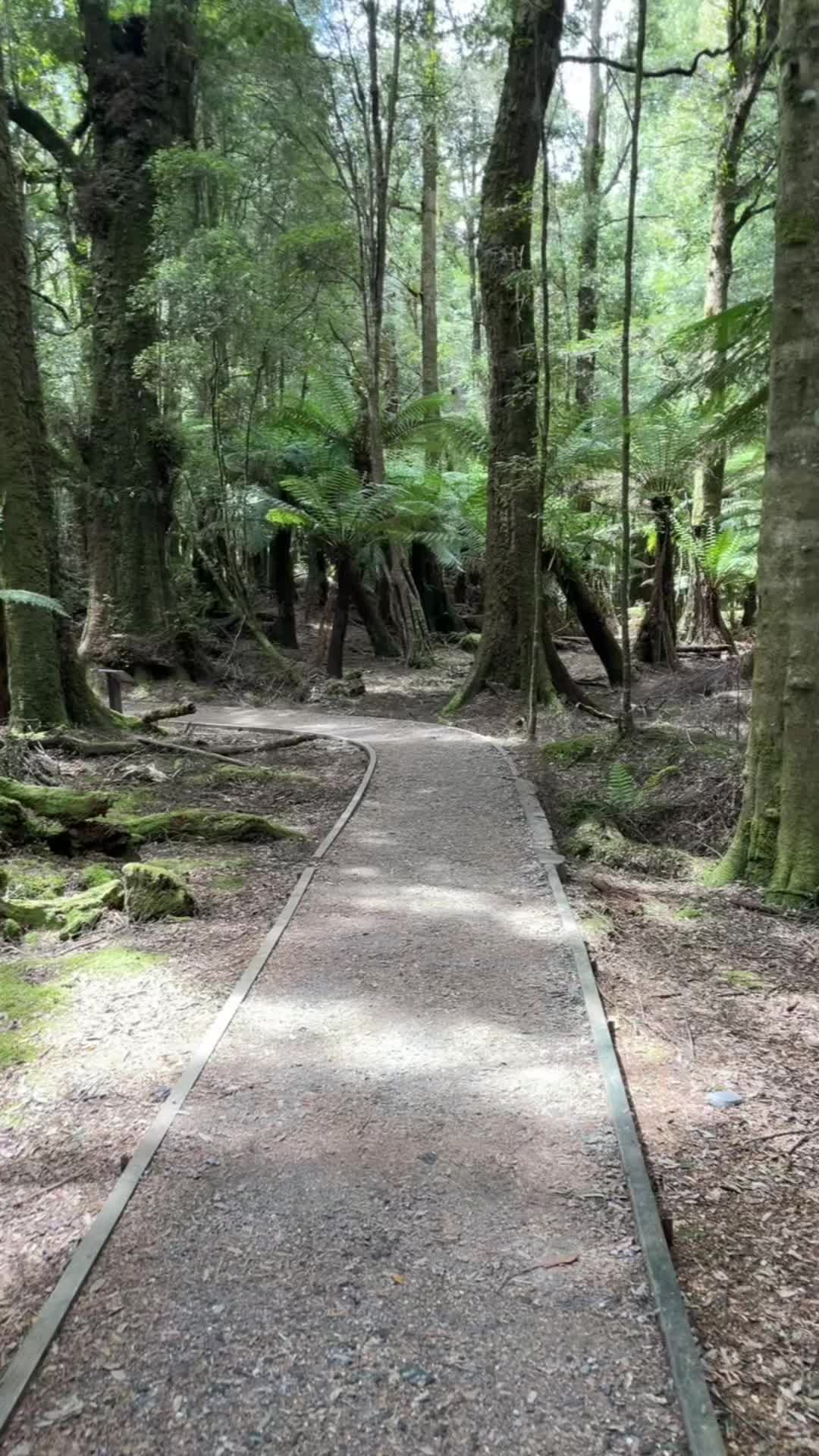 Tarkine Rainforest