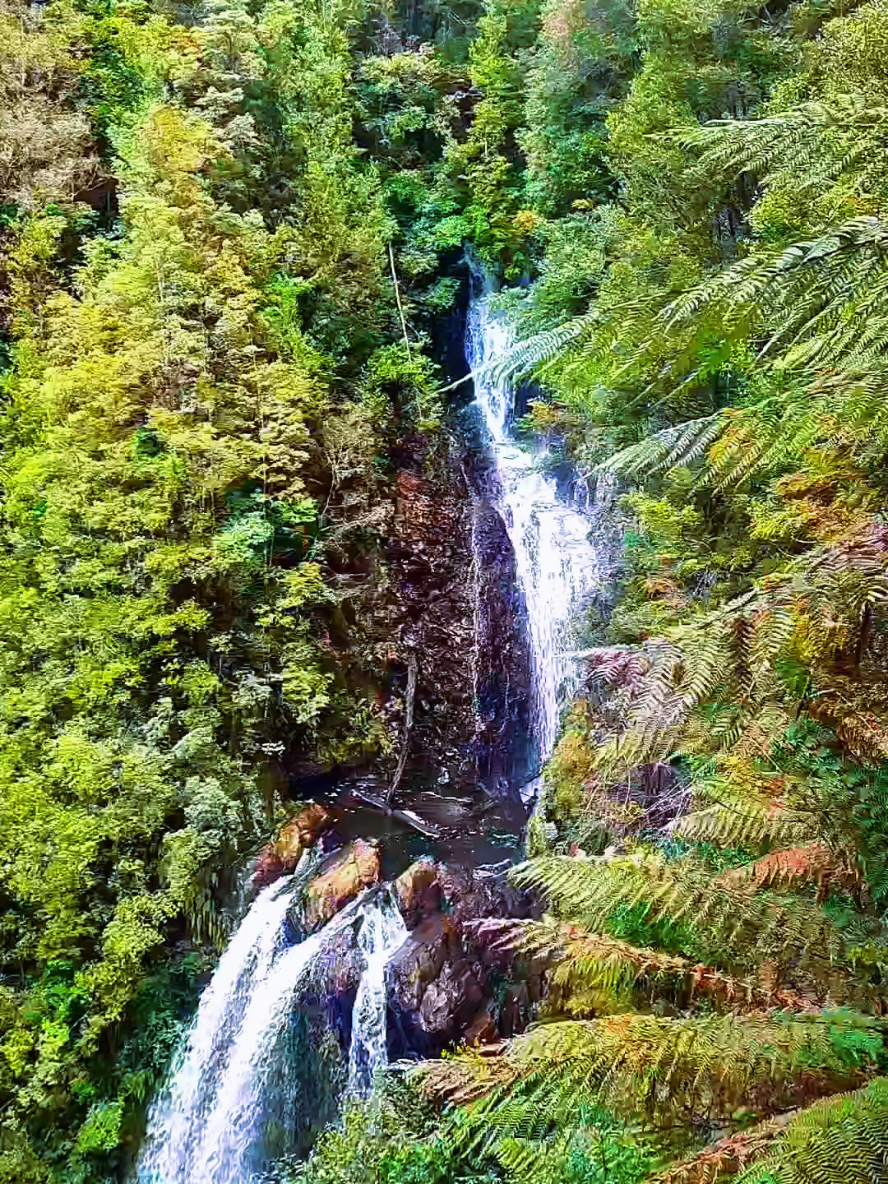 Tarkine Rainforest
