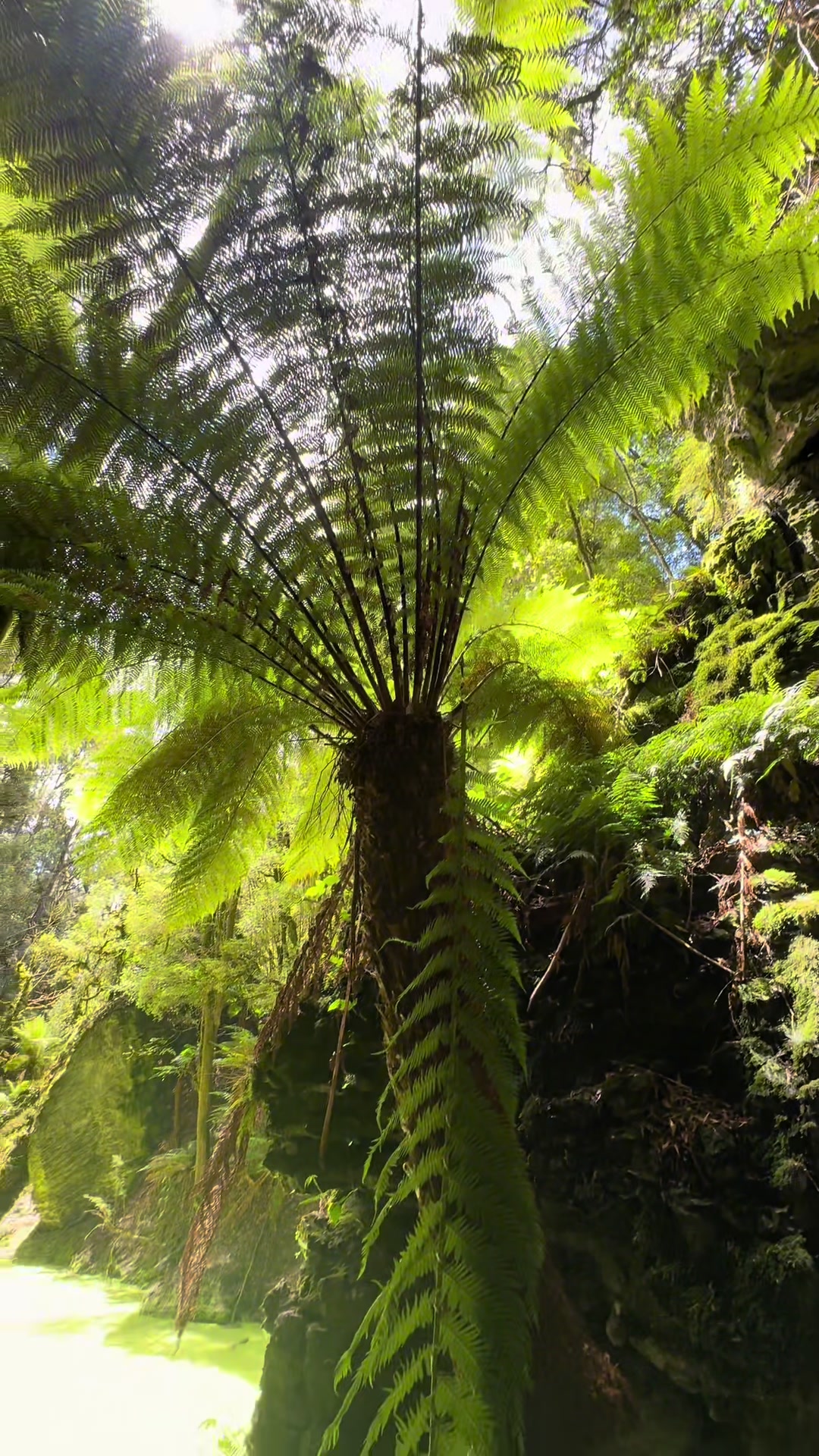 Tarkine Rainforest