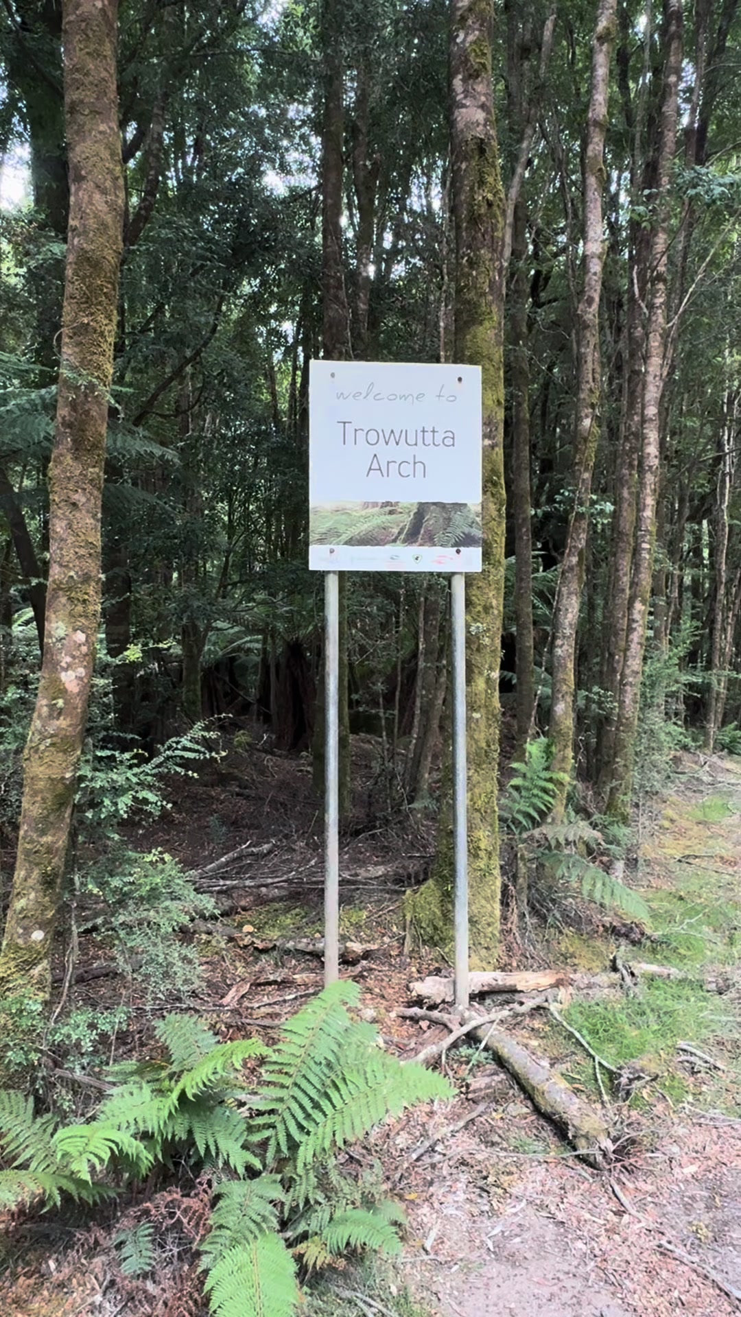 Tarkine Rainforest