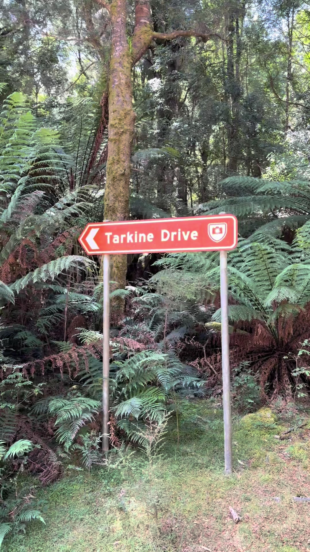 Tarkine Rainforest