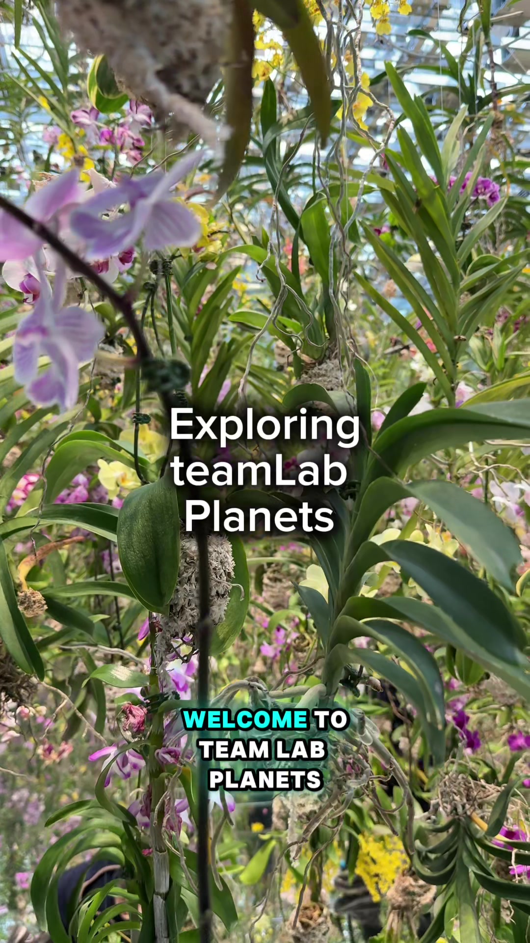 teamLab Planets TOKYO