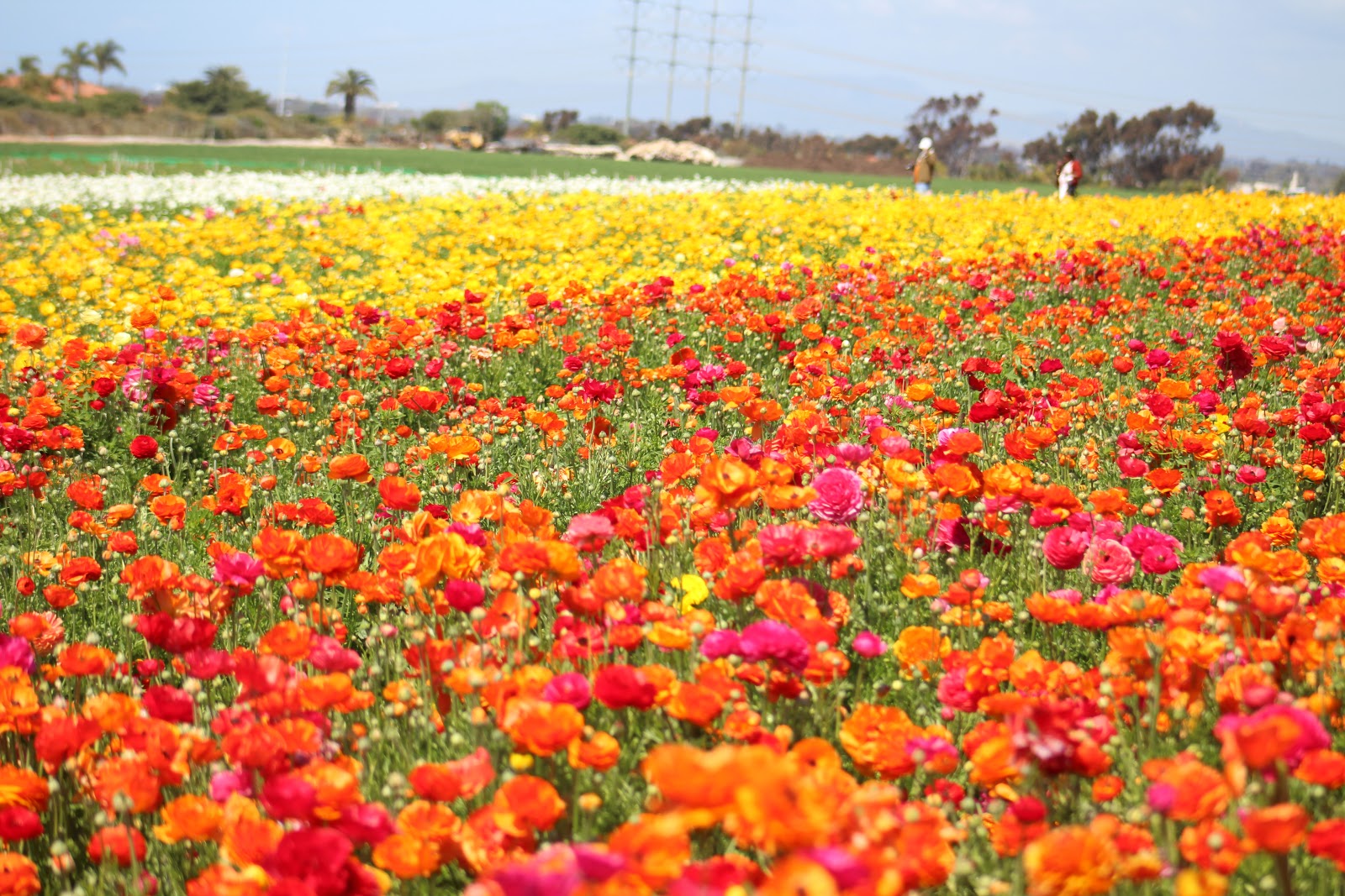 Carlsbad Flower Fields (seasonal)