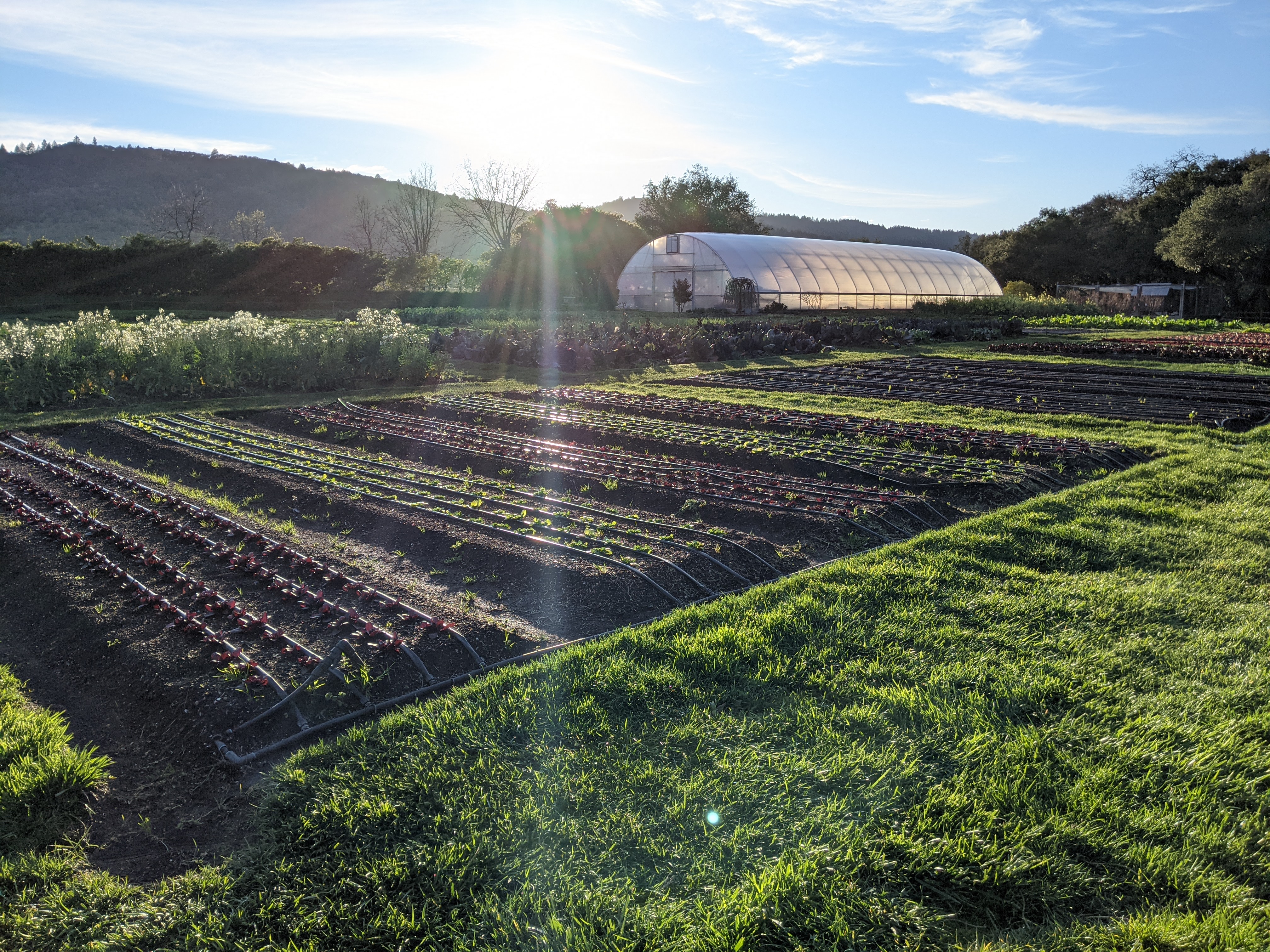 Picture for The French Laundry Gardens