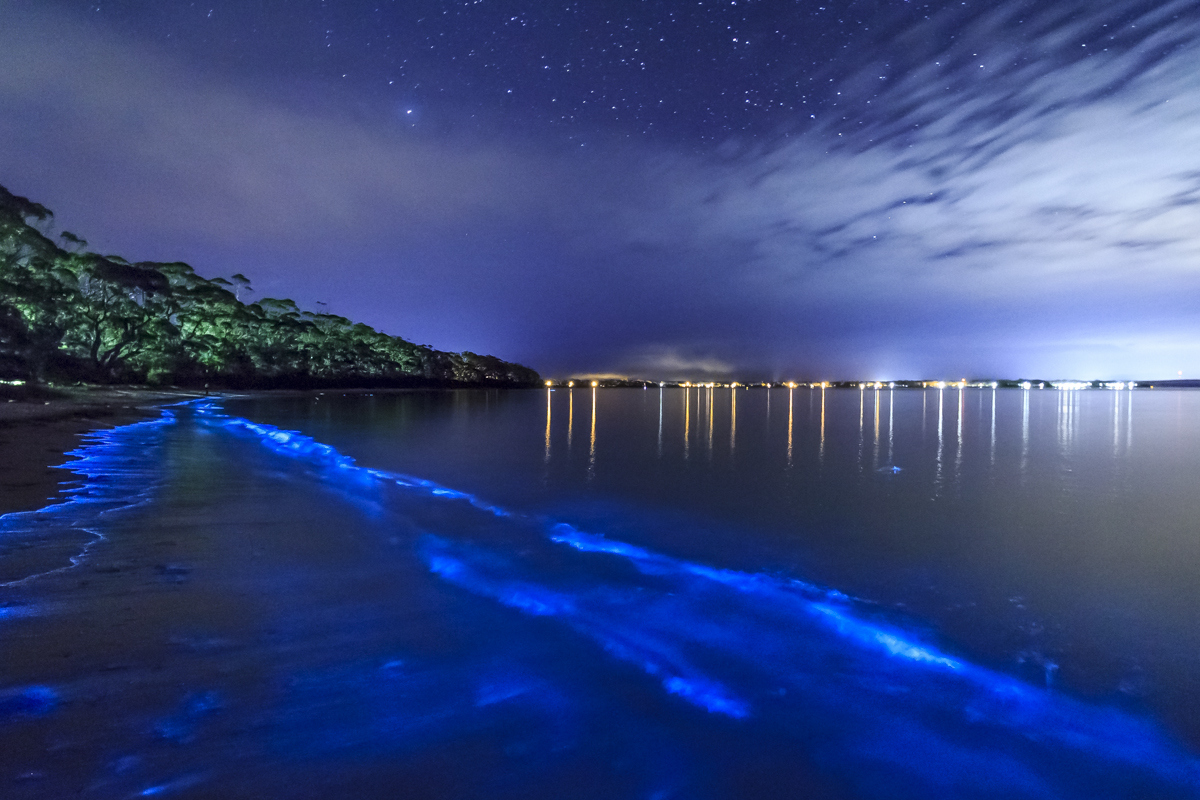 Bioluminescent Bay, Vieques