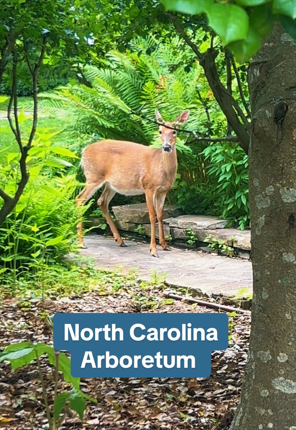 The North Carolina Arboretum
