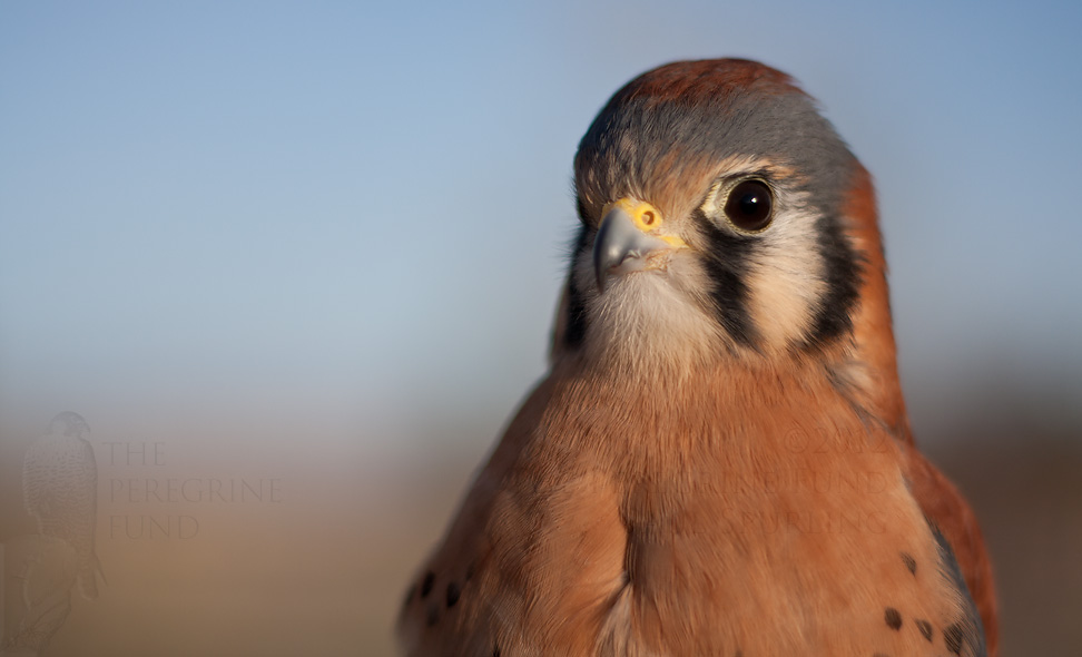World Center for Birds of Prey