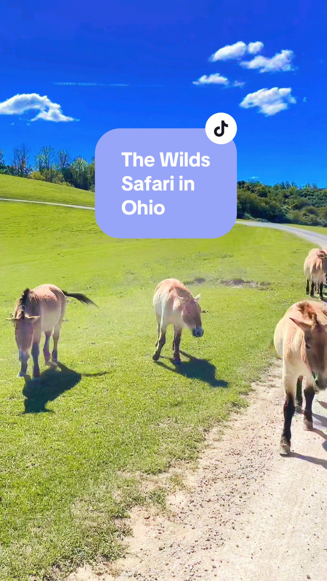 The Wilds