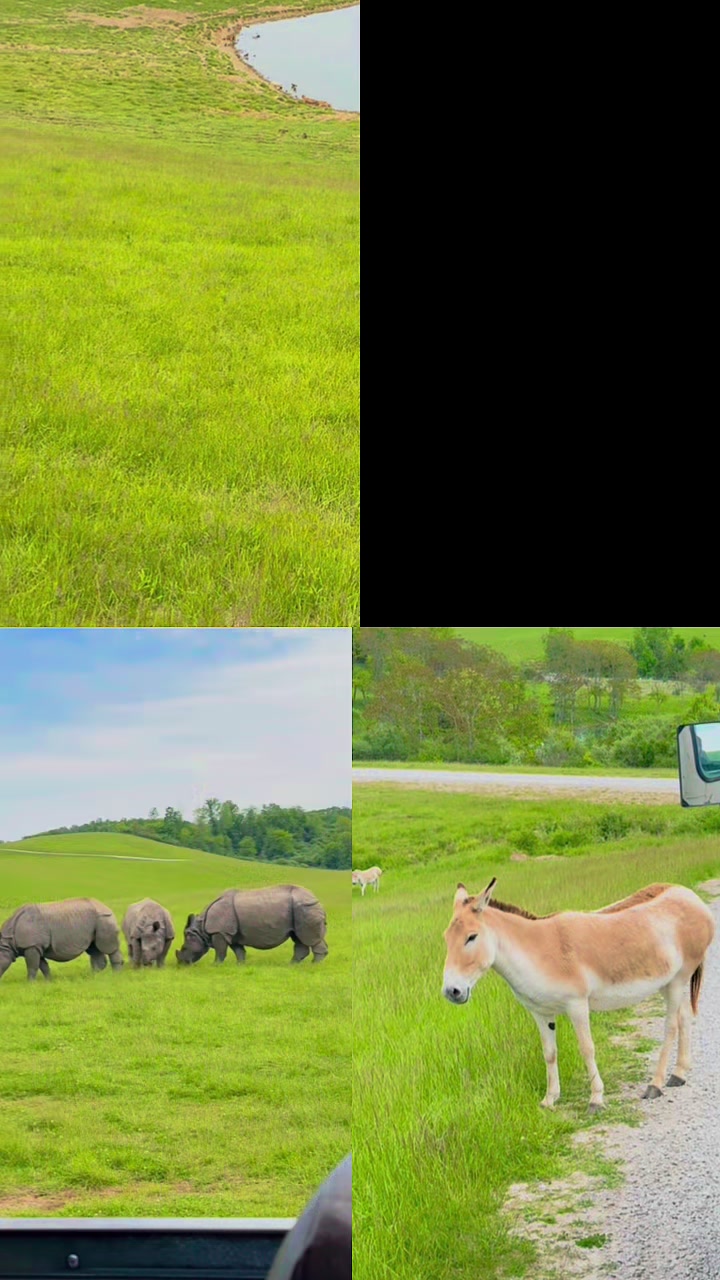 The Wilds