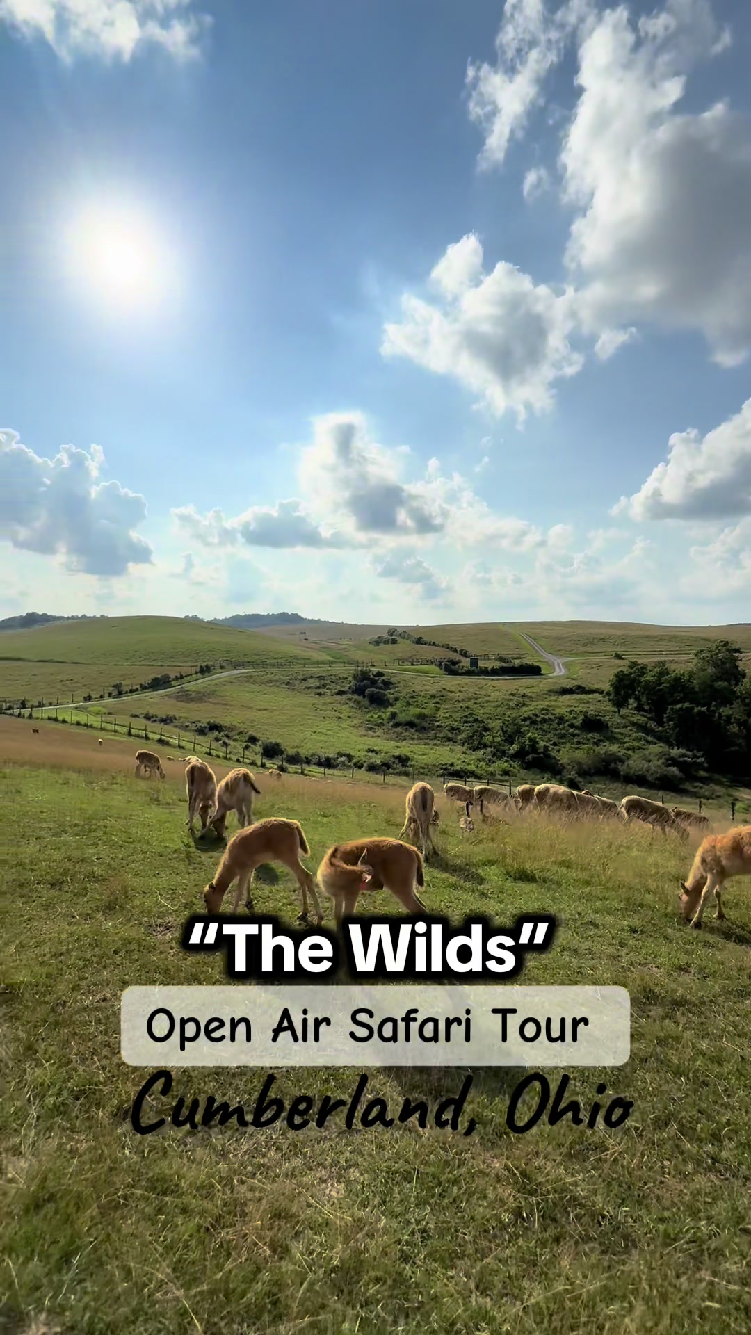 The Wilds