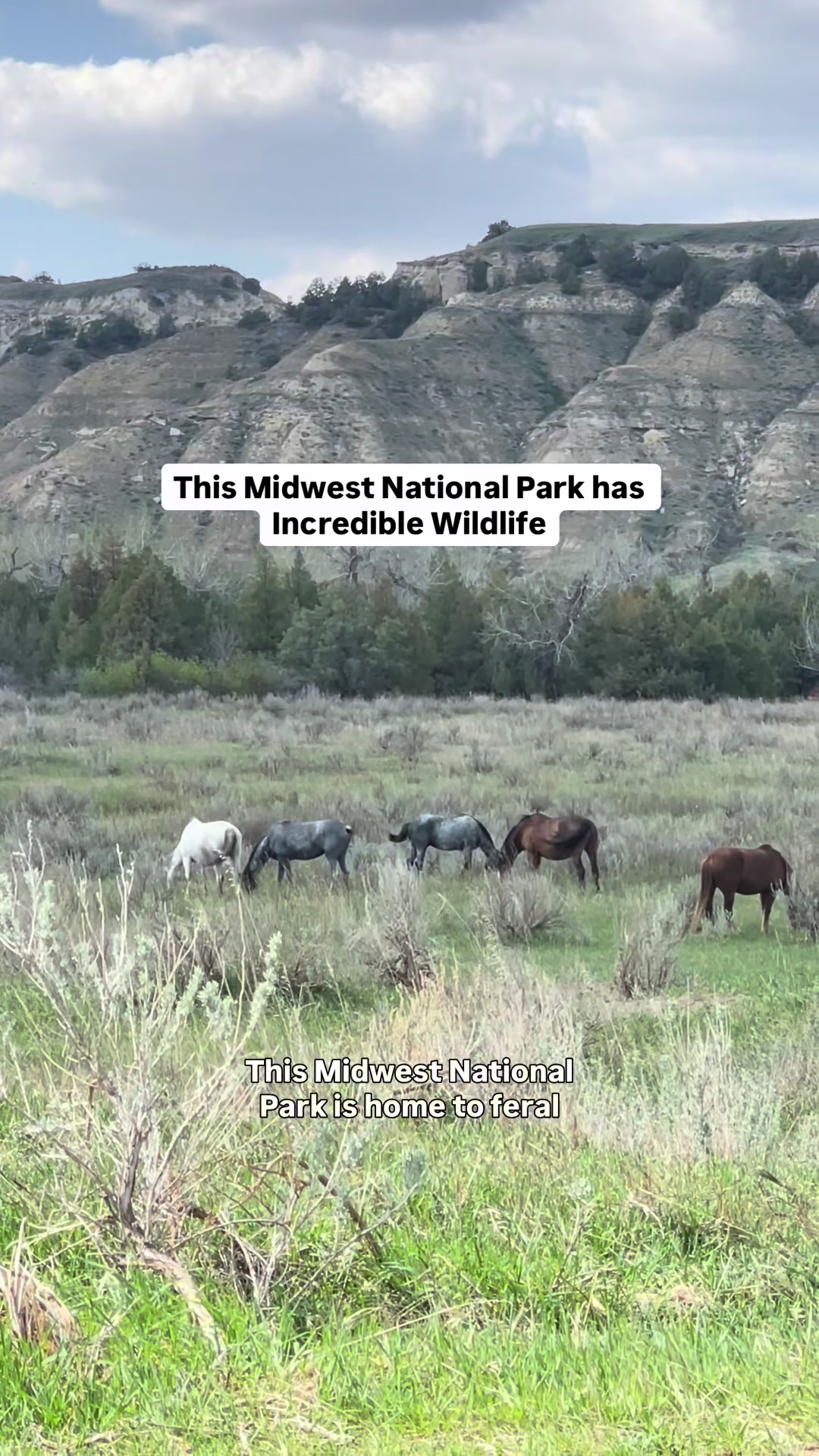 Theodore Roosevelt National Park
