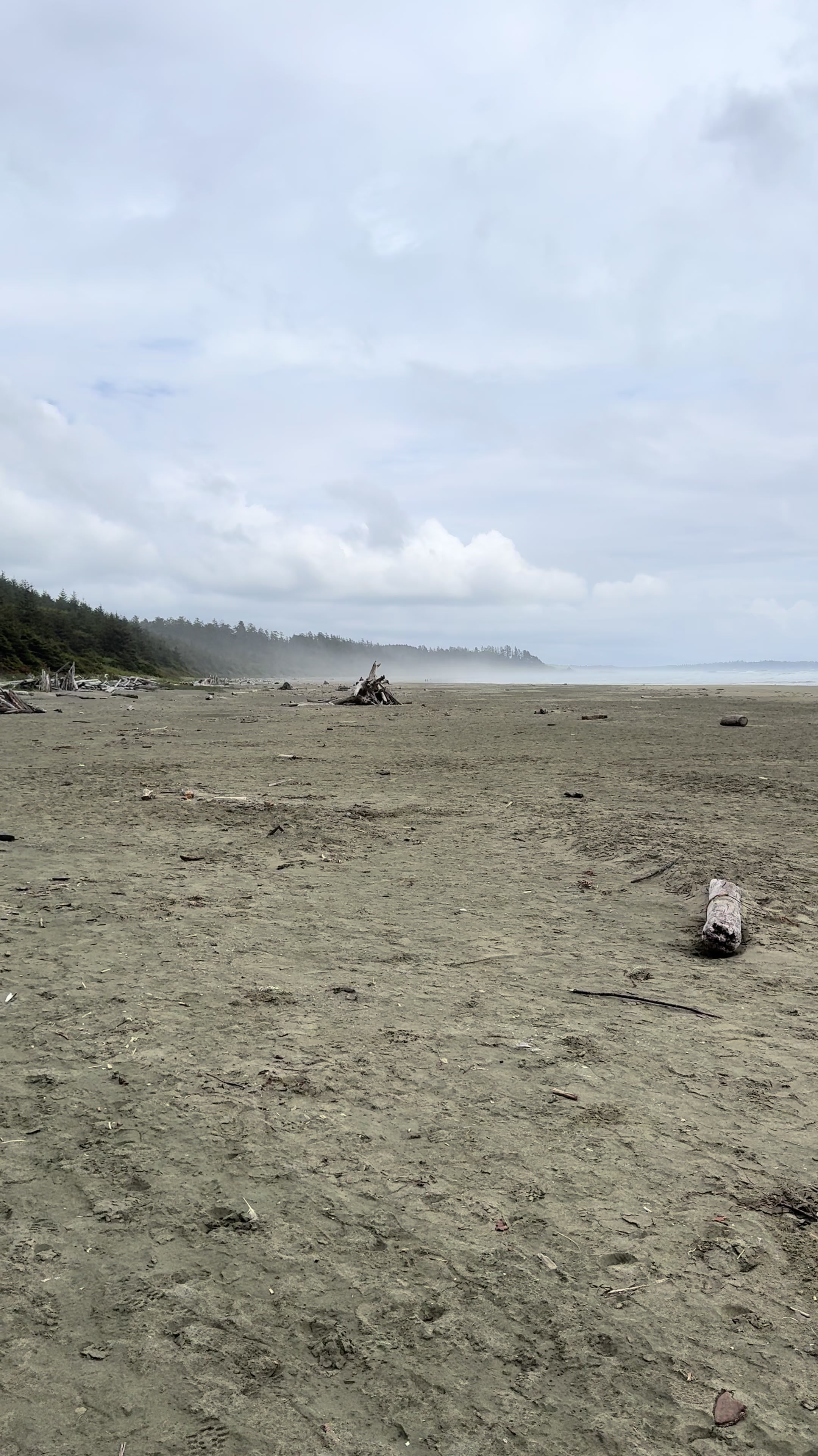 Tofino