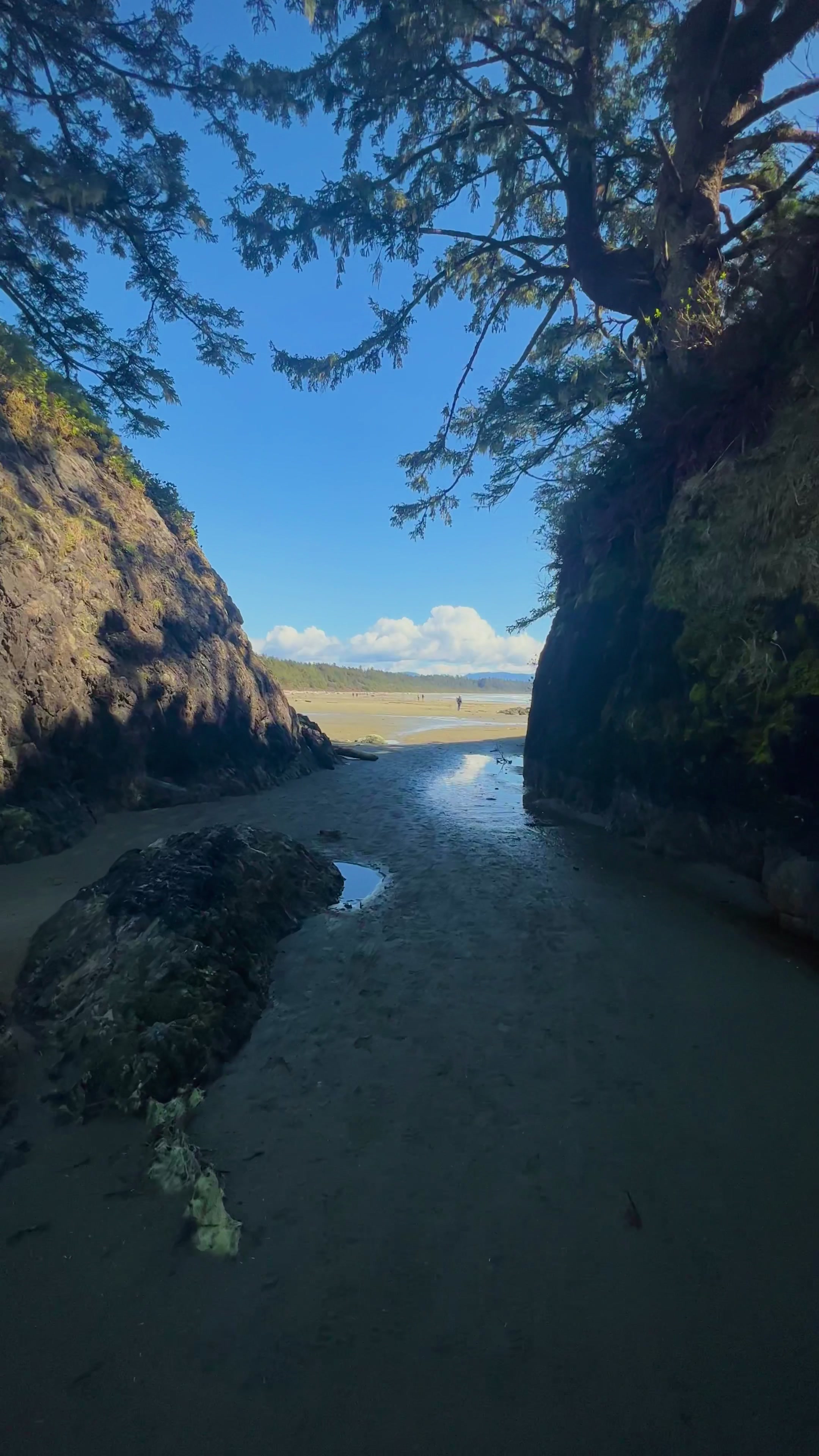 Tofino