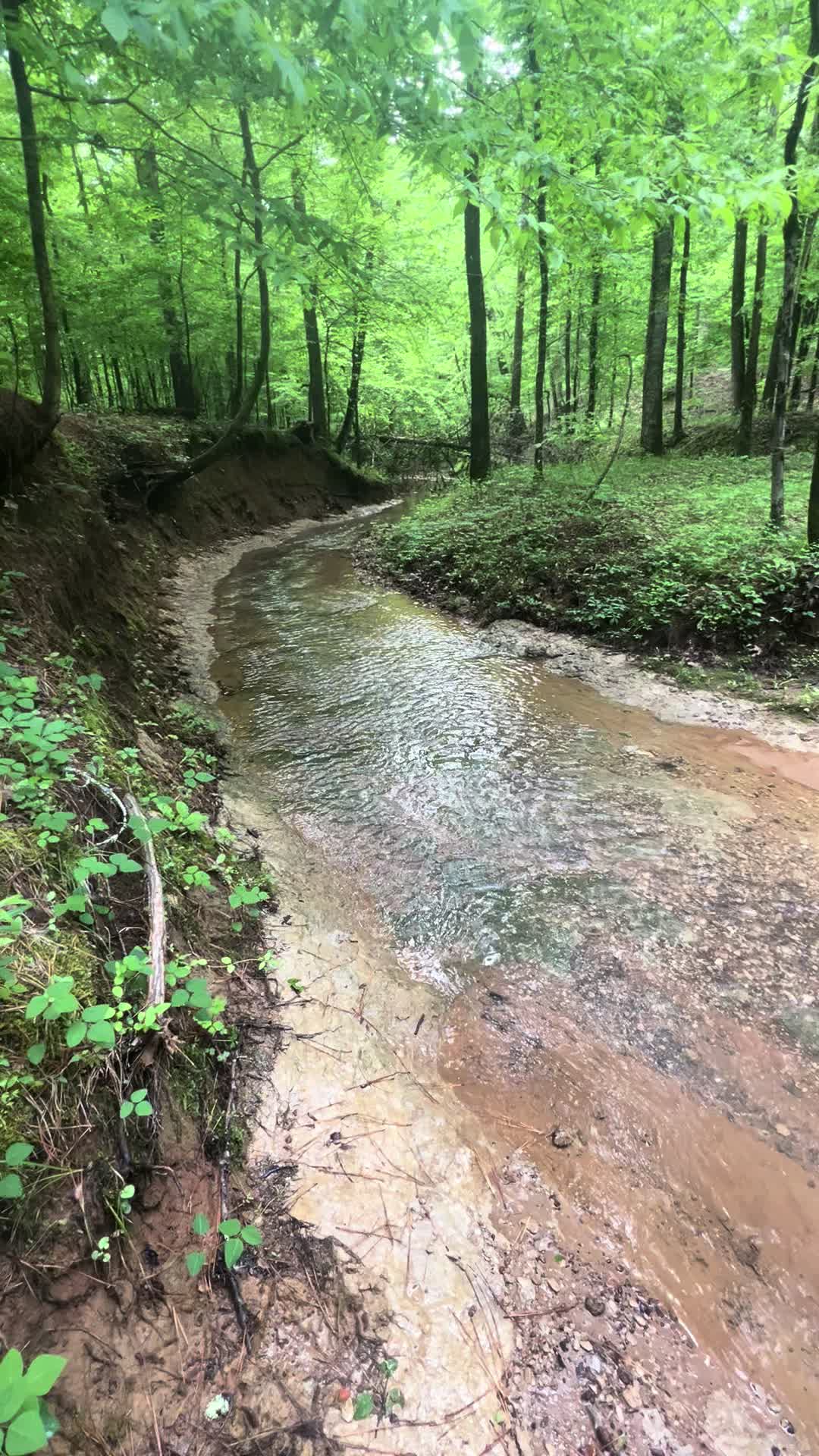 Tombigbee National Forest