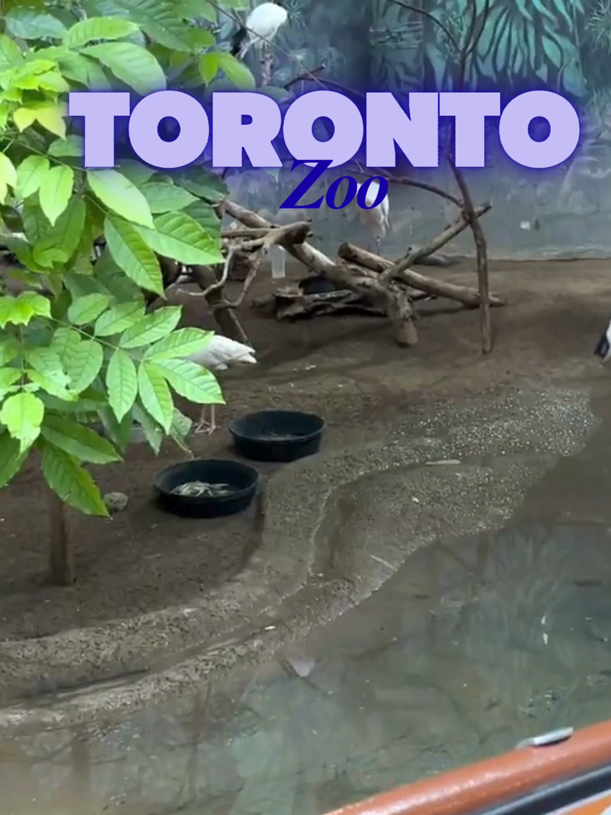Toronto Zoo
