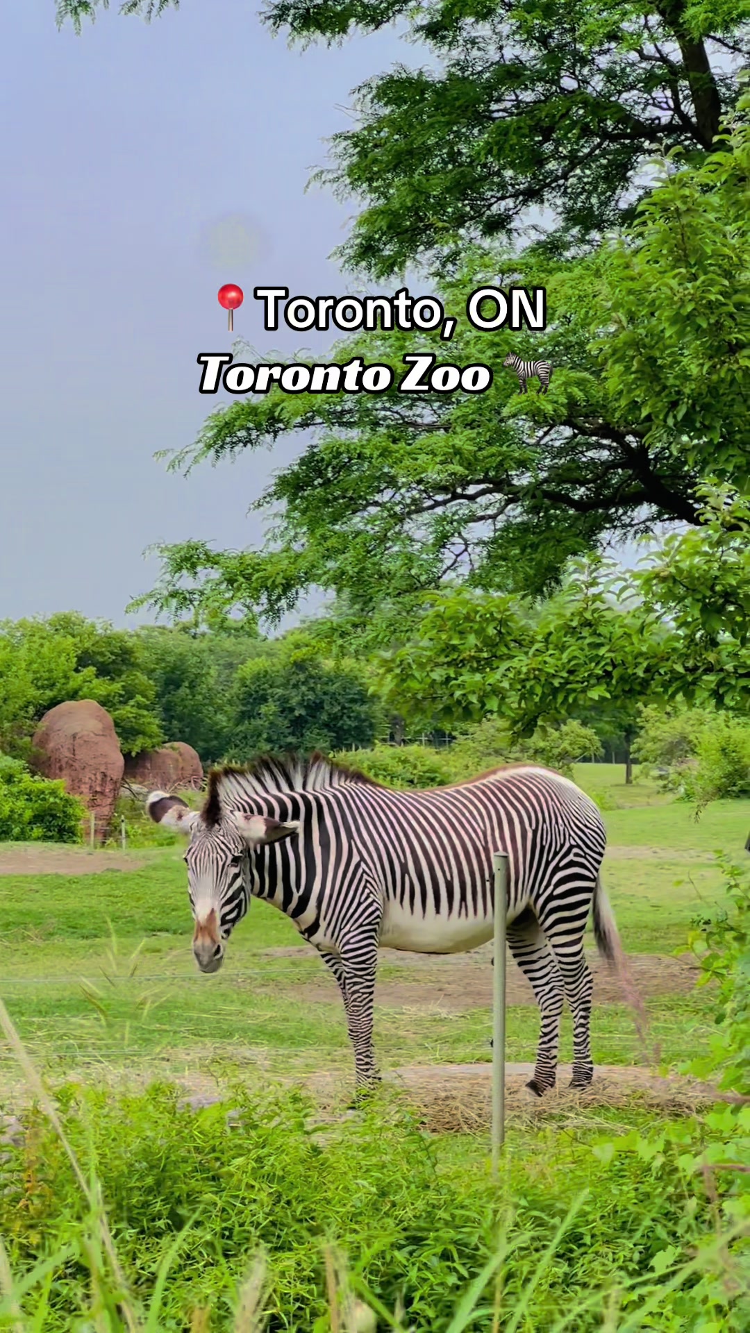 Toronto Zoo