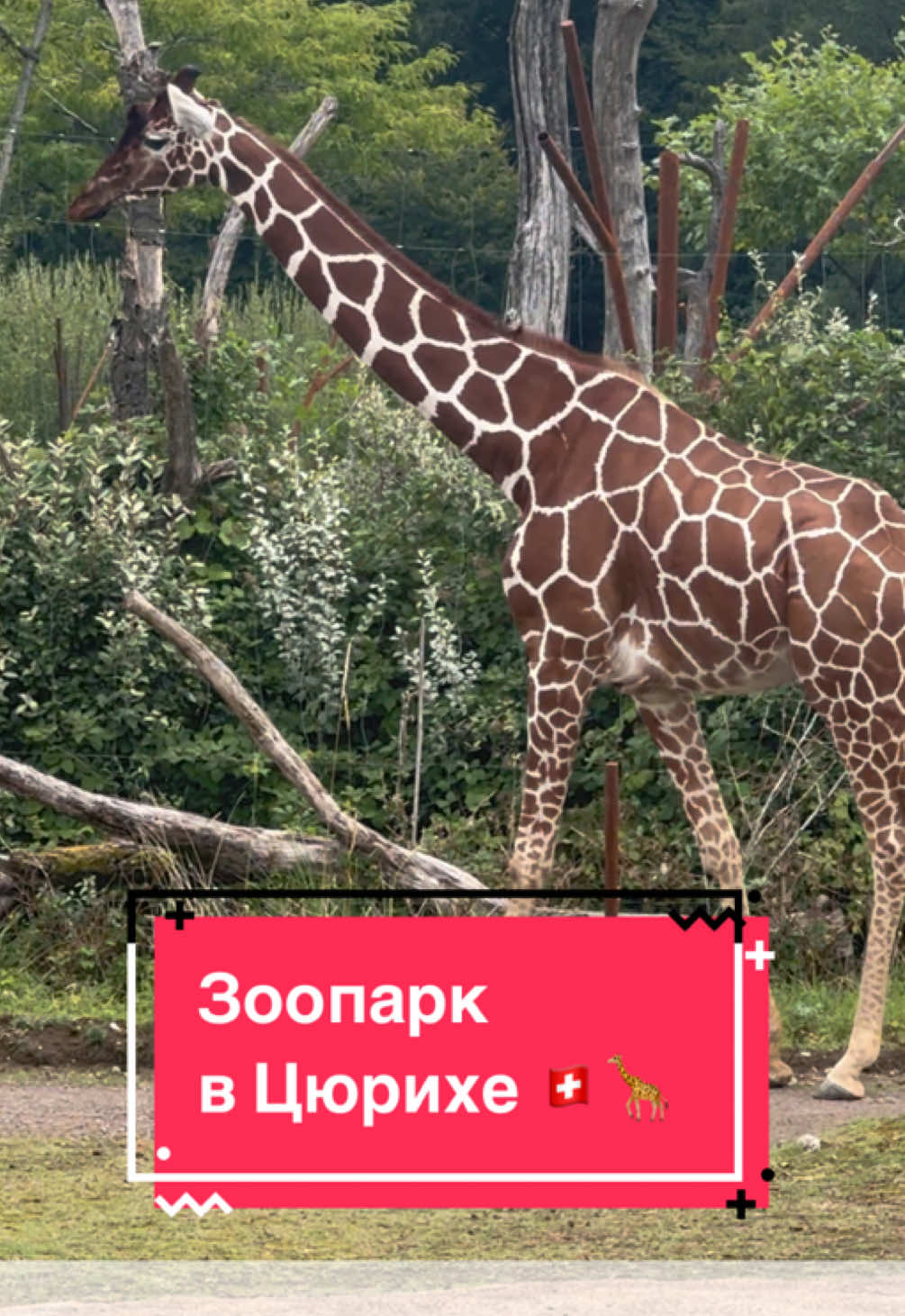 Цюрихский зоопарк