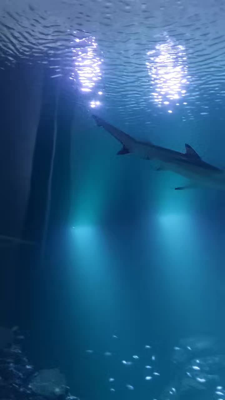 Universeum (научный центр с аквариумом, Гётеборг)