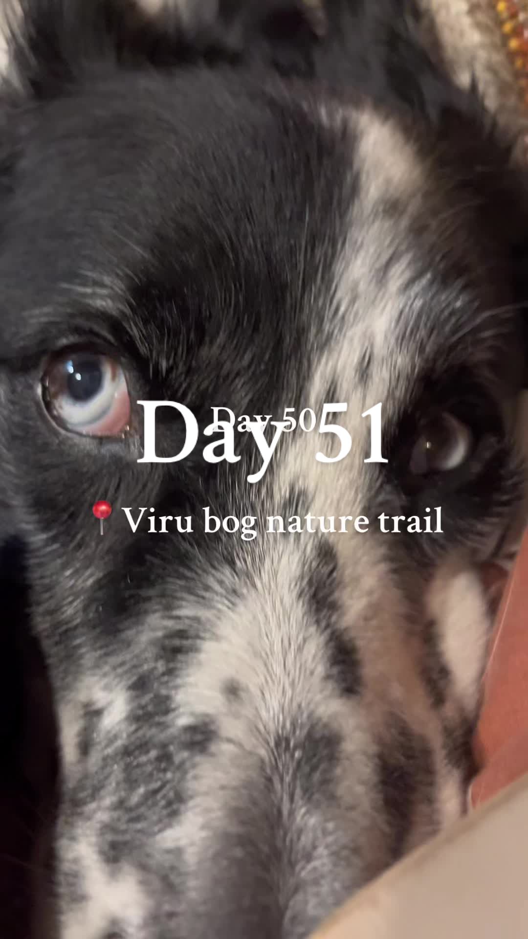 Viru Bog Trail