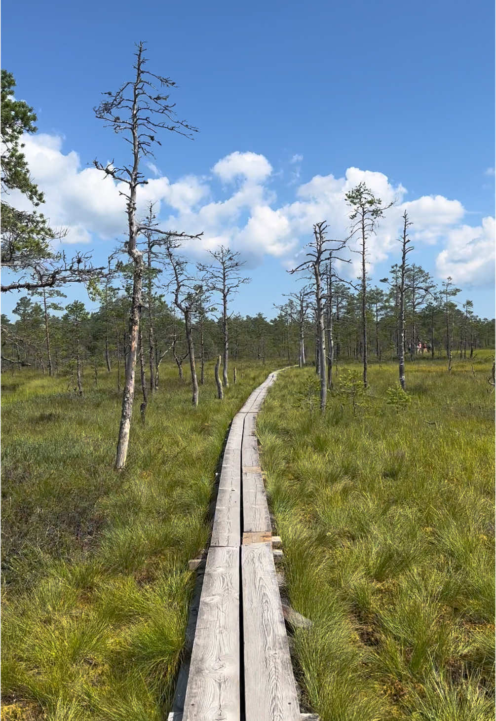 Viru Bog Trail