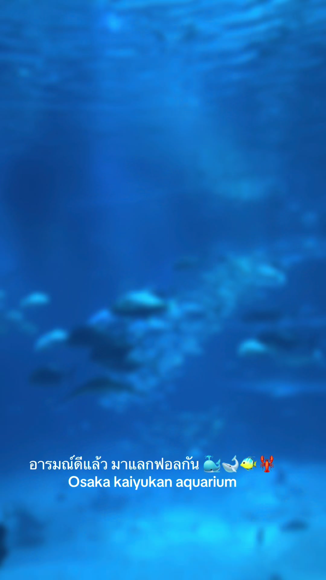 אוסקה אקואריום קאיאוקאן (Osaka Aquarium Kaiyukan)